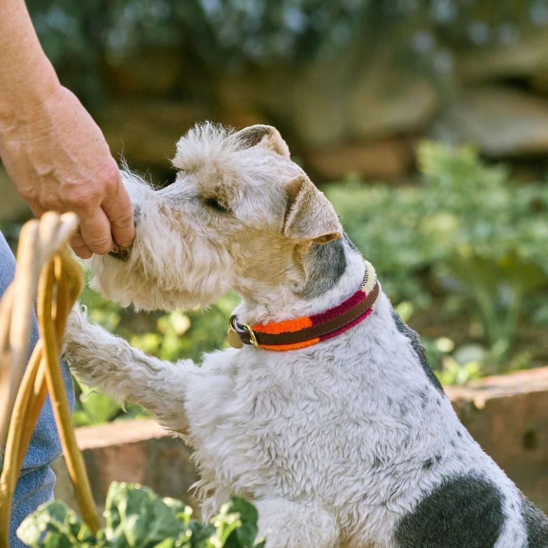 Adjustable Small Dog Collar | Pomm Pomm Autumn