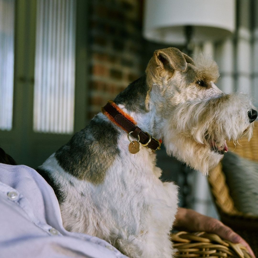 Adjustable Small Dog Collar | Pomm Pomm Autumn