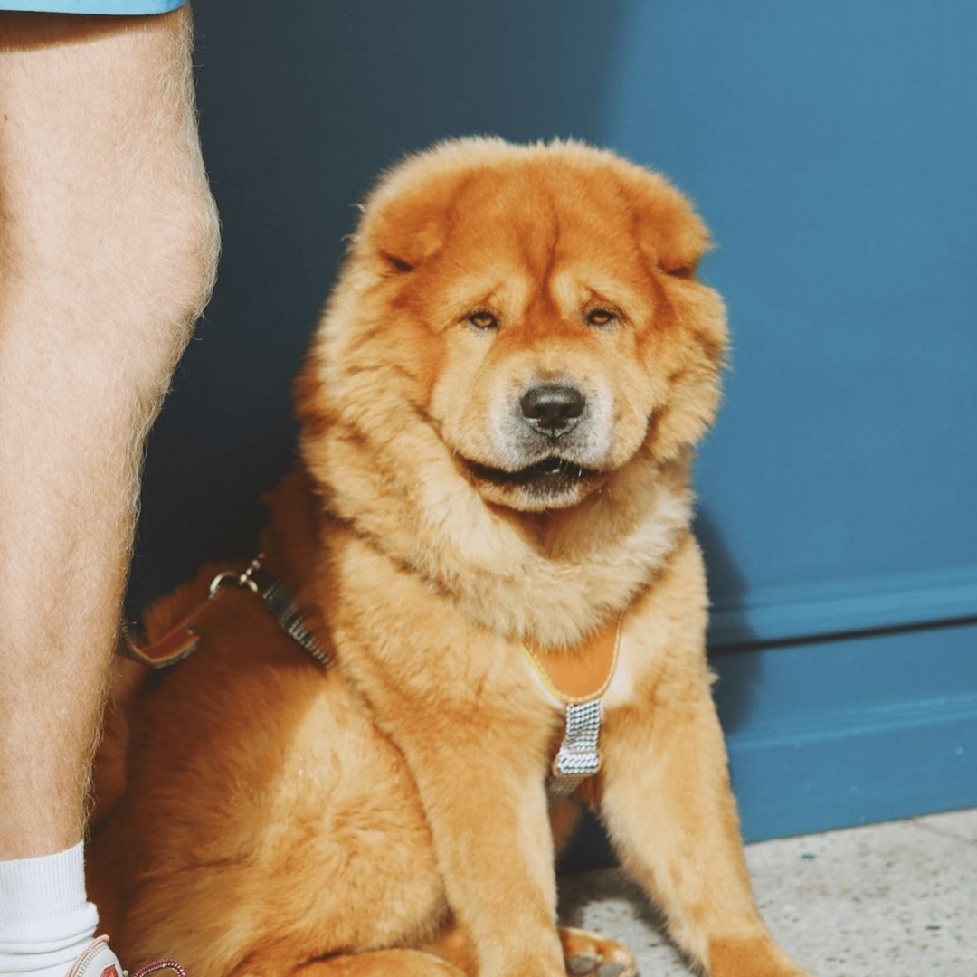 Leather Dog Harness | Cognac West