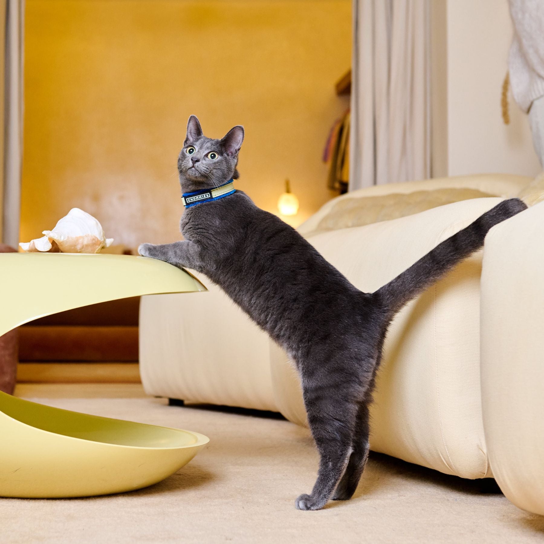 Gray cat standing on a yellow cushion in a living room