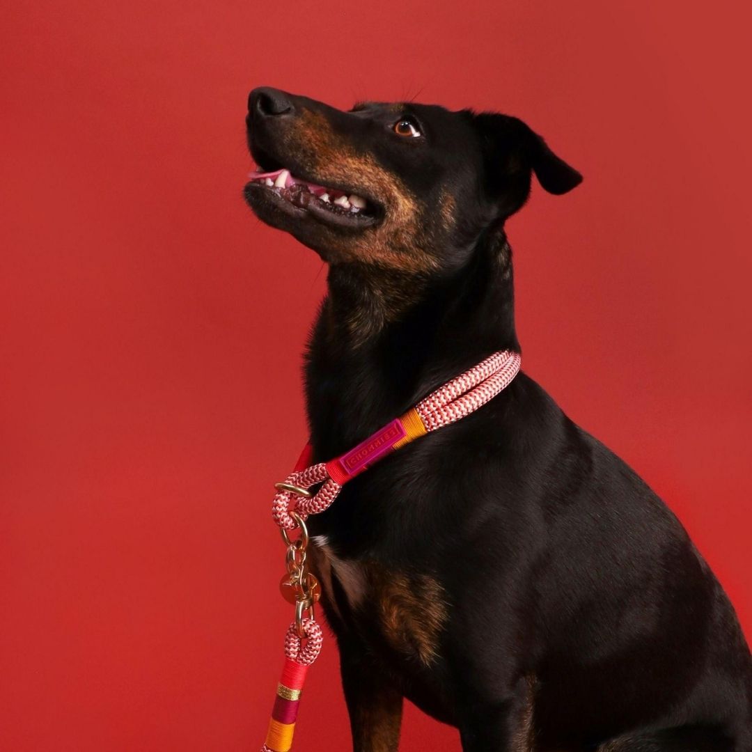 Black dog with a colorful collar and leash on a red background