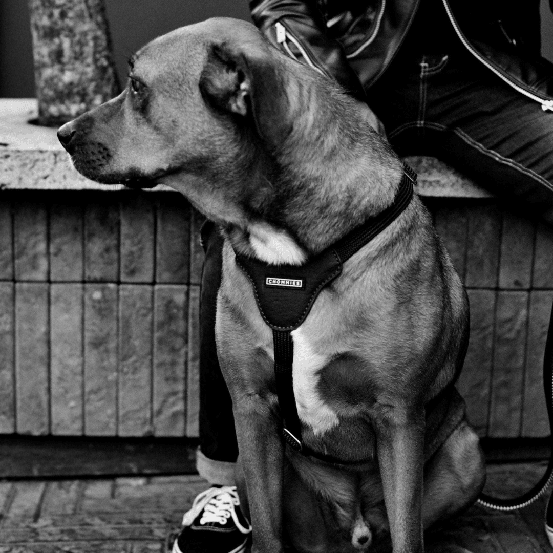 Leather Dog Harness | Hendrix