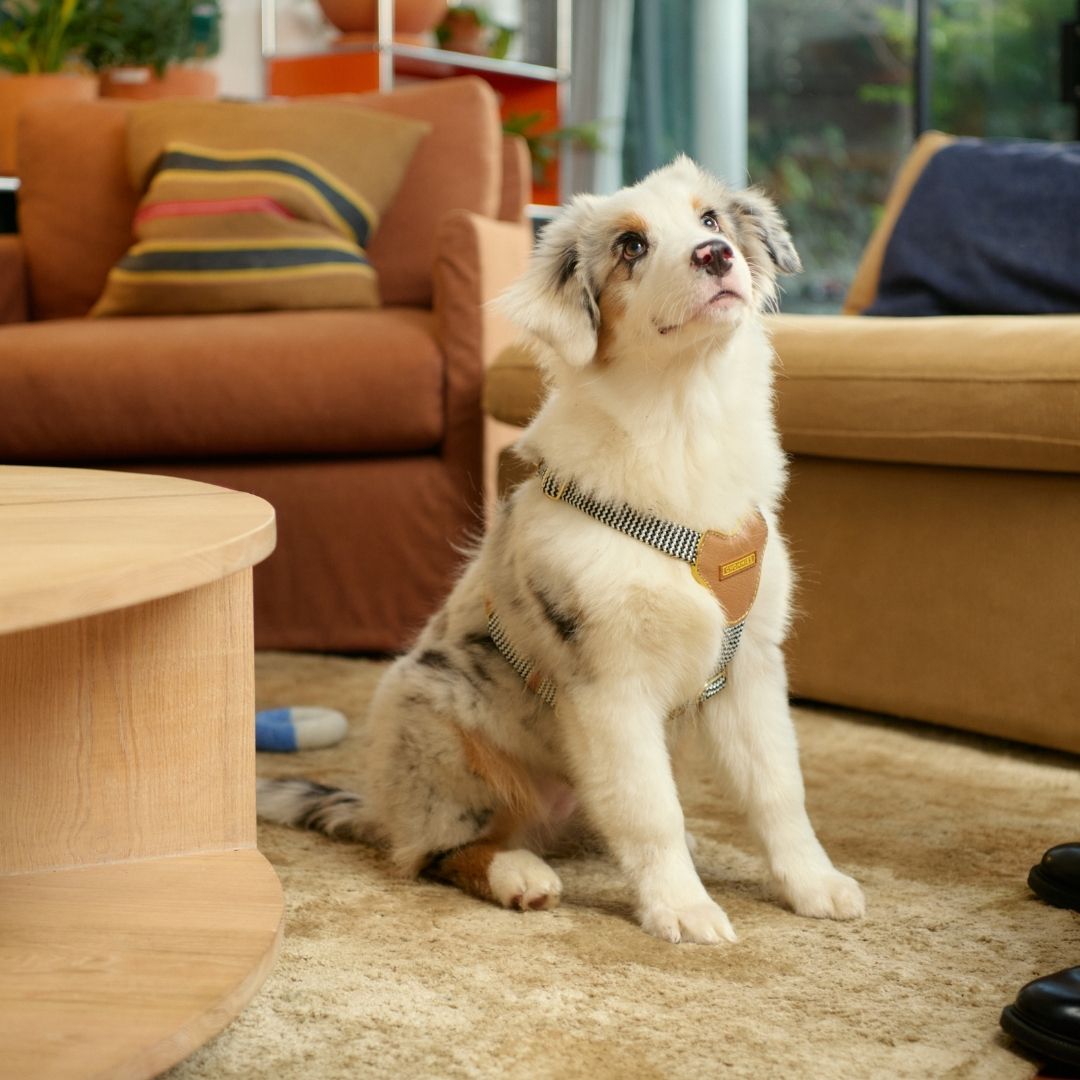 Leather Dog Harness | Cognac West