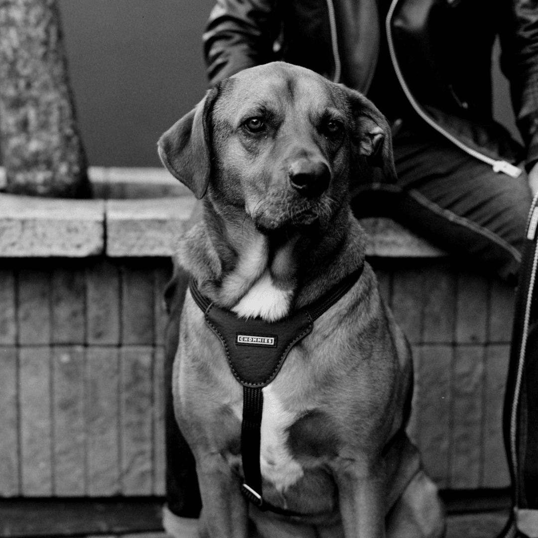 Leather Dog Harness | Hendrix