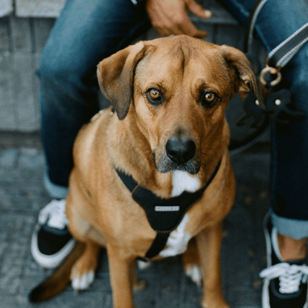 Leather Dog Harness | Hendrix