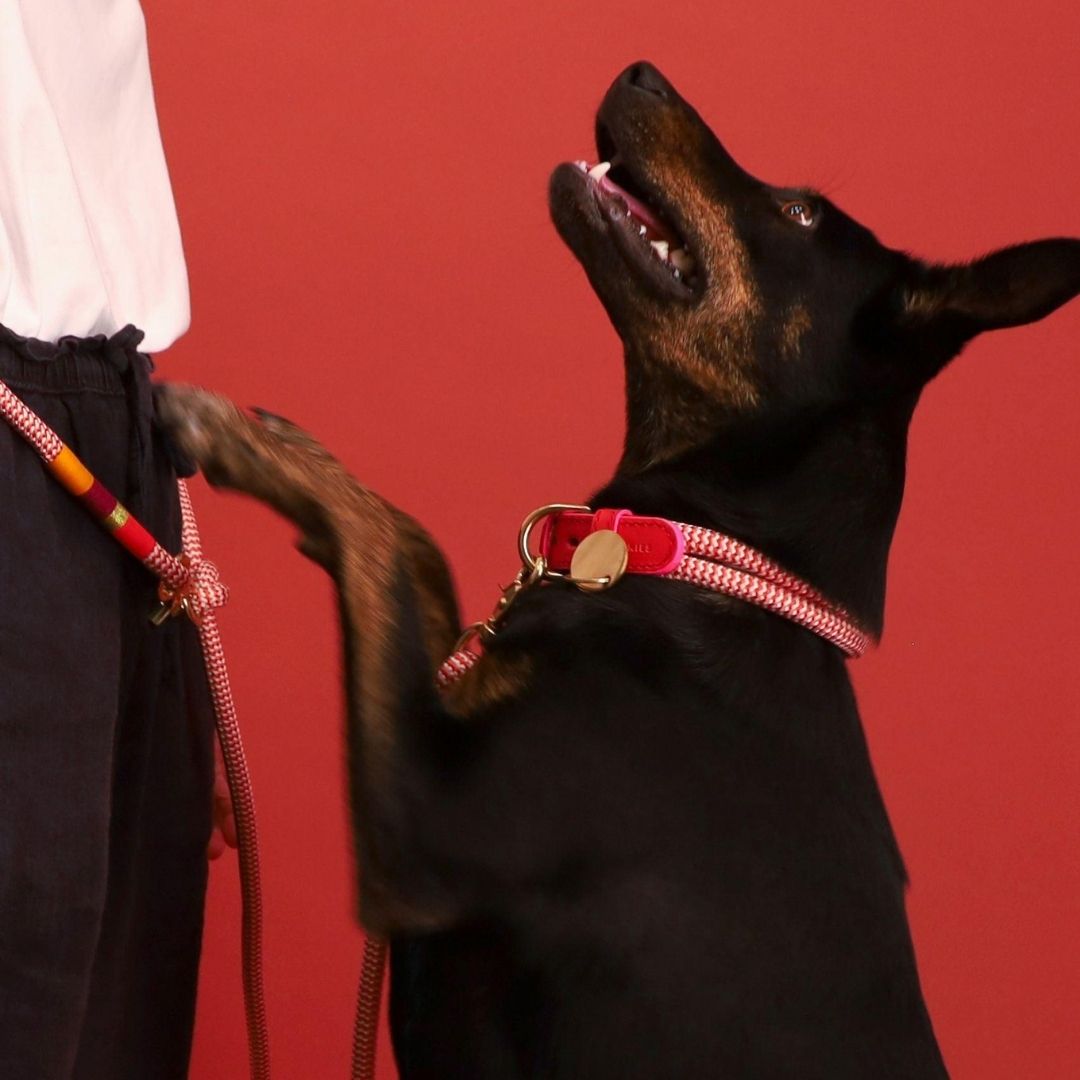 Hands-Free Dog Leash | Fezzy