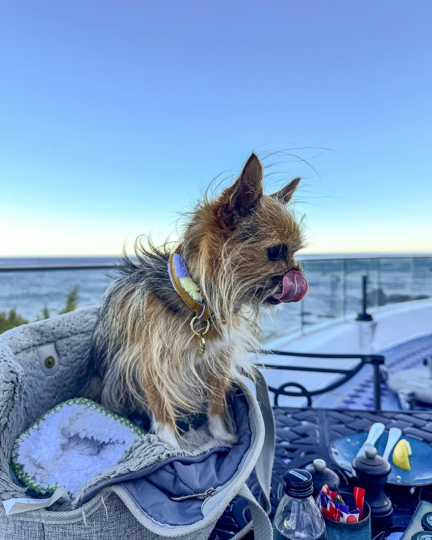 Small dog sitting on a chair by the ocean with a clear blue sky.