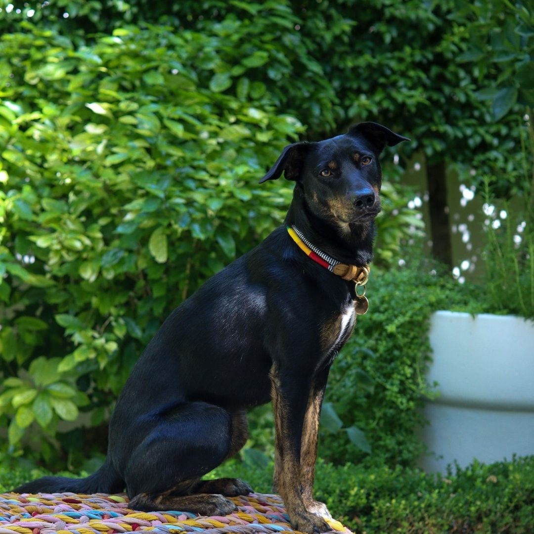Adjustable Dog Collar | Rainbow