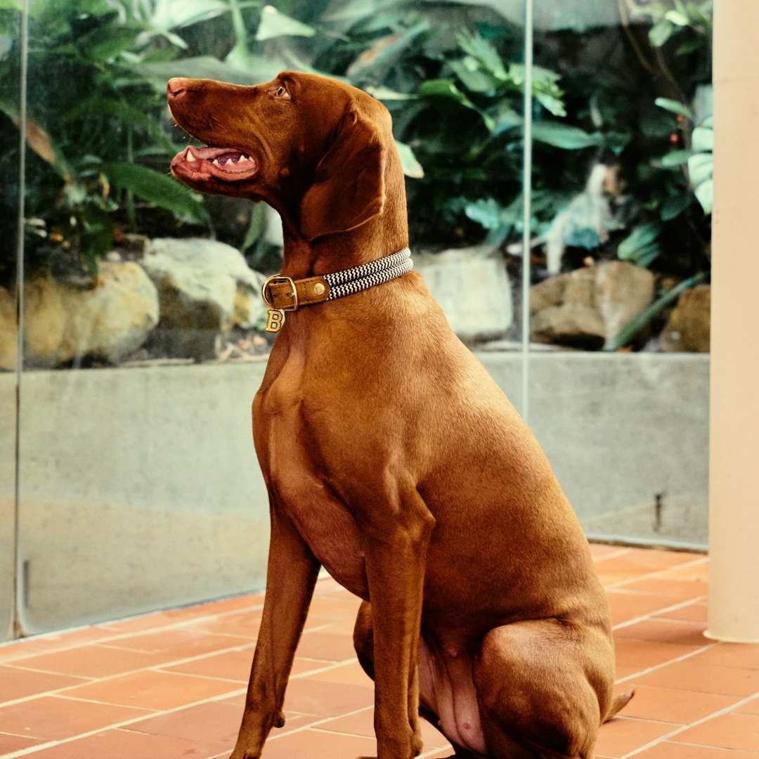 Adjustable Dog Collar | Sandton
