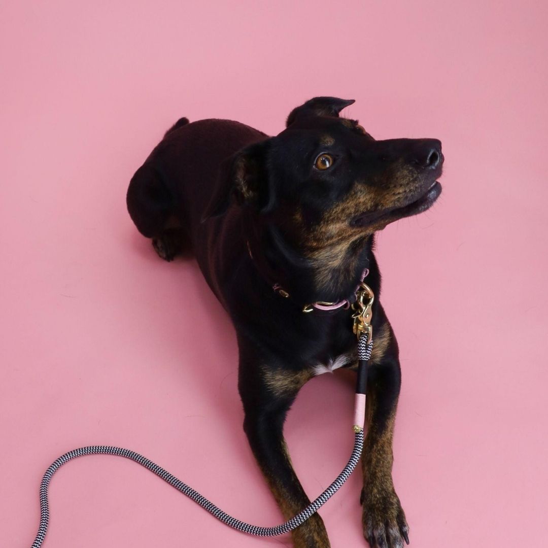 Everyday Dog Leash | Tennis Court