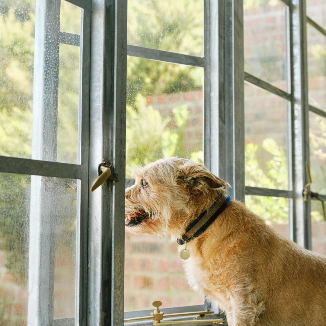 Adjustable Small Dog Collar | Pomm Pomm Winter