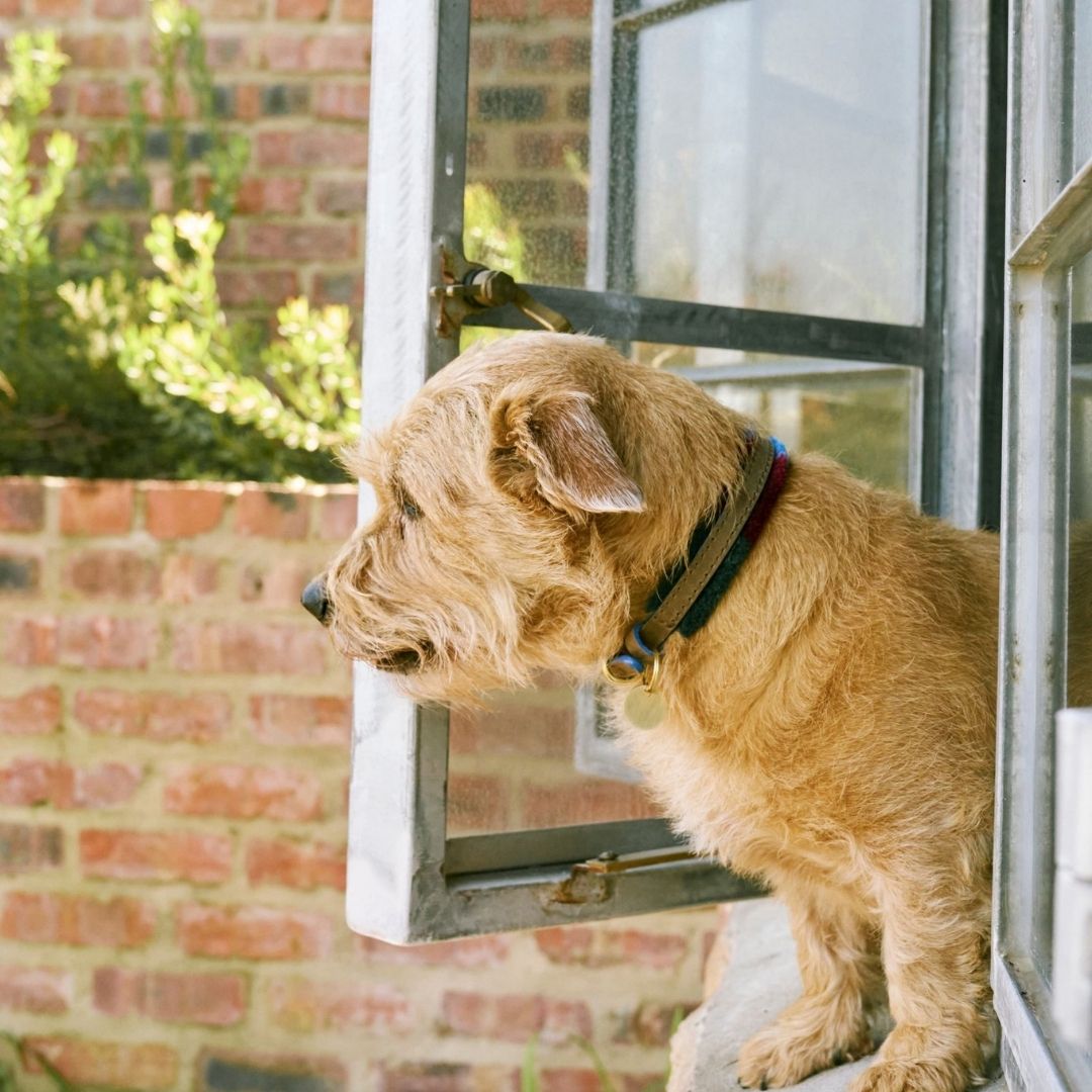 Adjustable Small Dog Collar | Pomm Pomm Winter