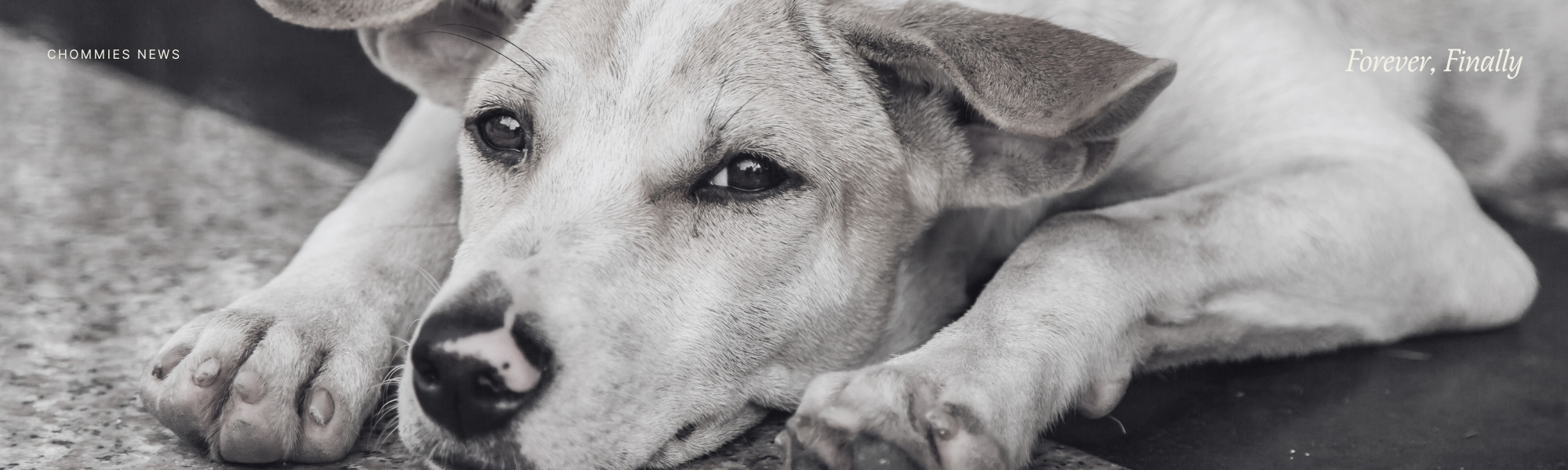 Forever, Finally. Give a golden oldie the life they deserve