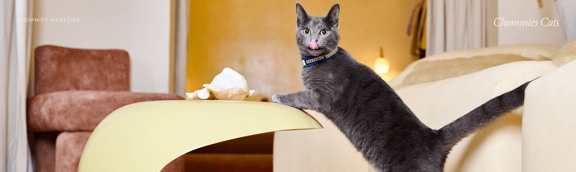 Why Dating a Cat Person Is a Green Flag (And What It Says About Them)
