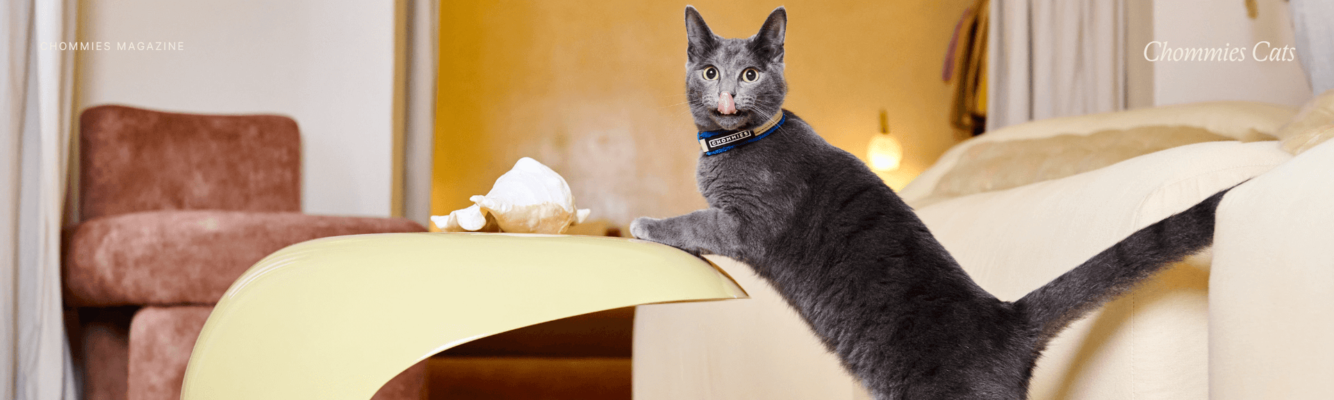 Why Dating a Cat Person Is a Green Flag (And What It Says About Them)