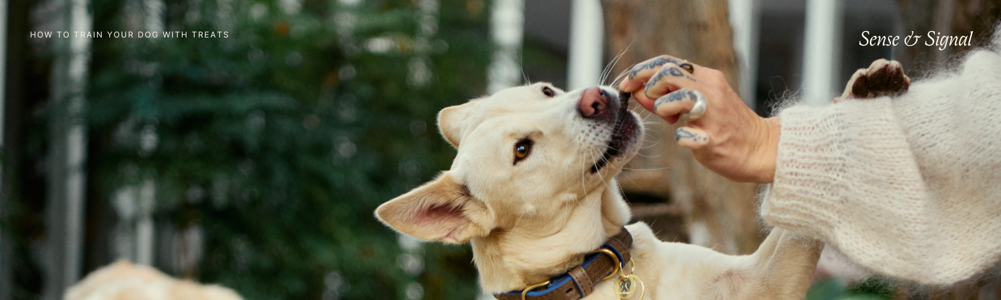 How to Train Your Dog with Treats (Without Becoming Their Butler)