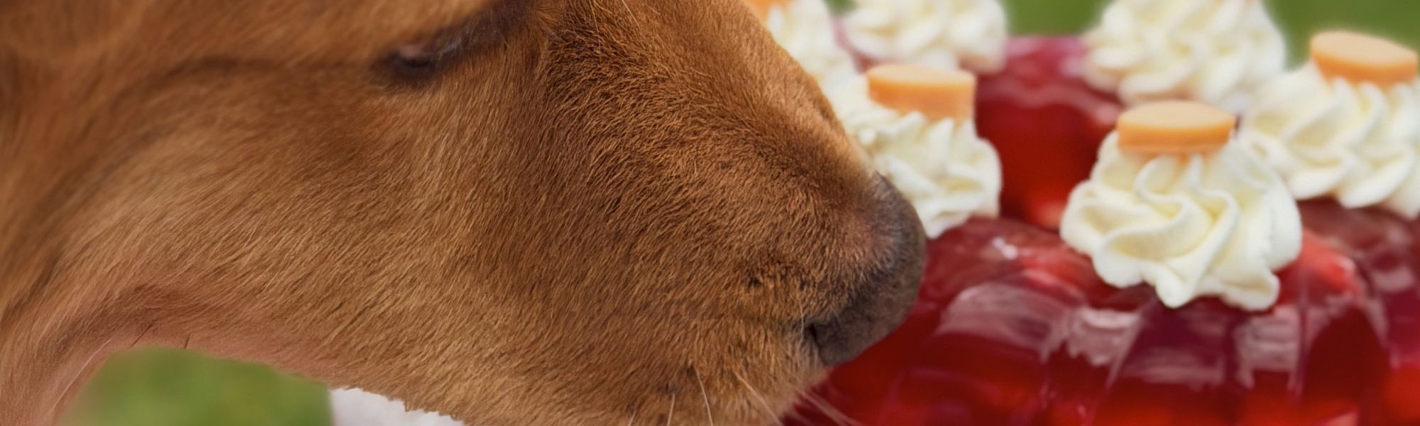 Valentine’s Dog Jelly Bundt Cake by Megan Swan