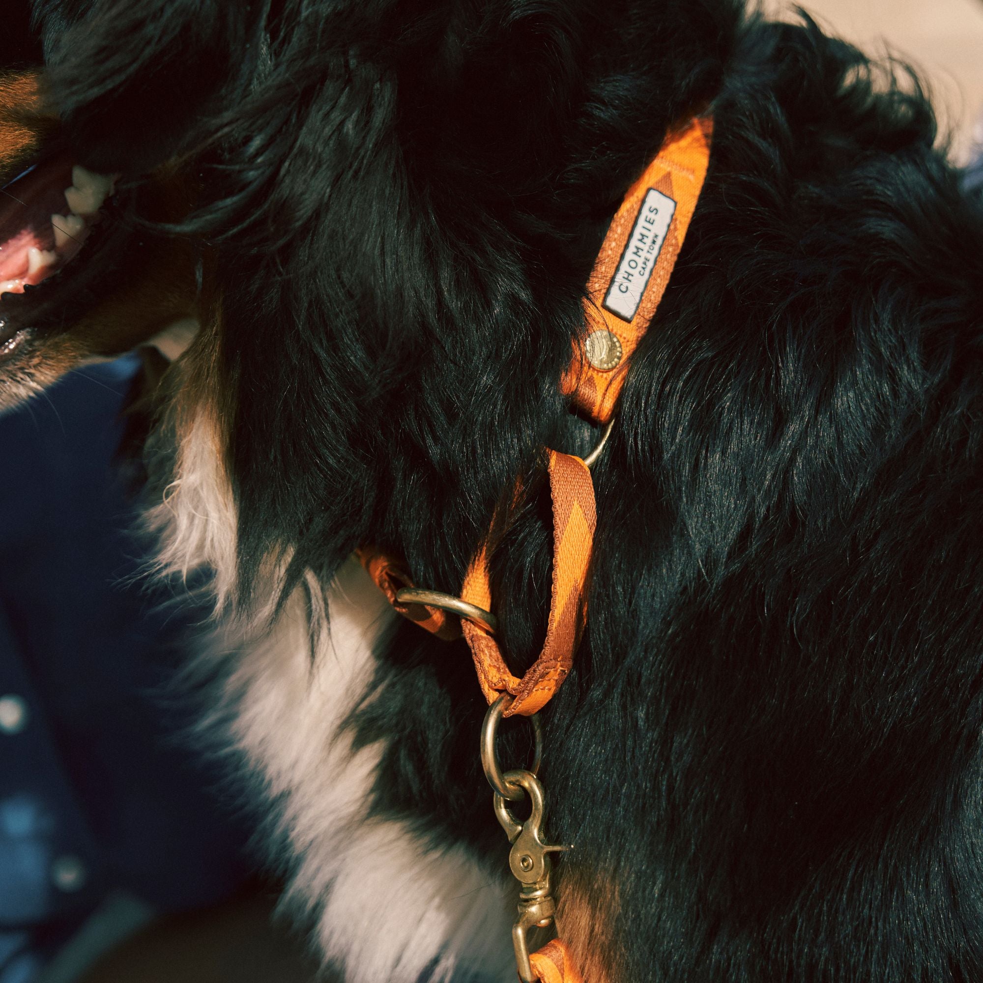 Adjustable Martingale Collar | Orange & Cognac