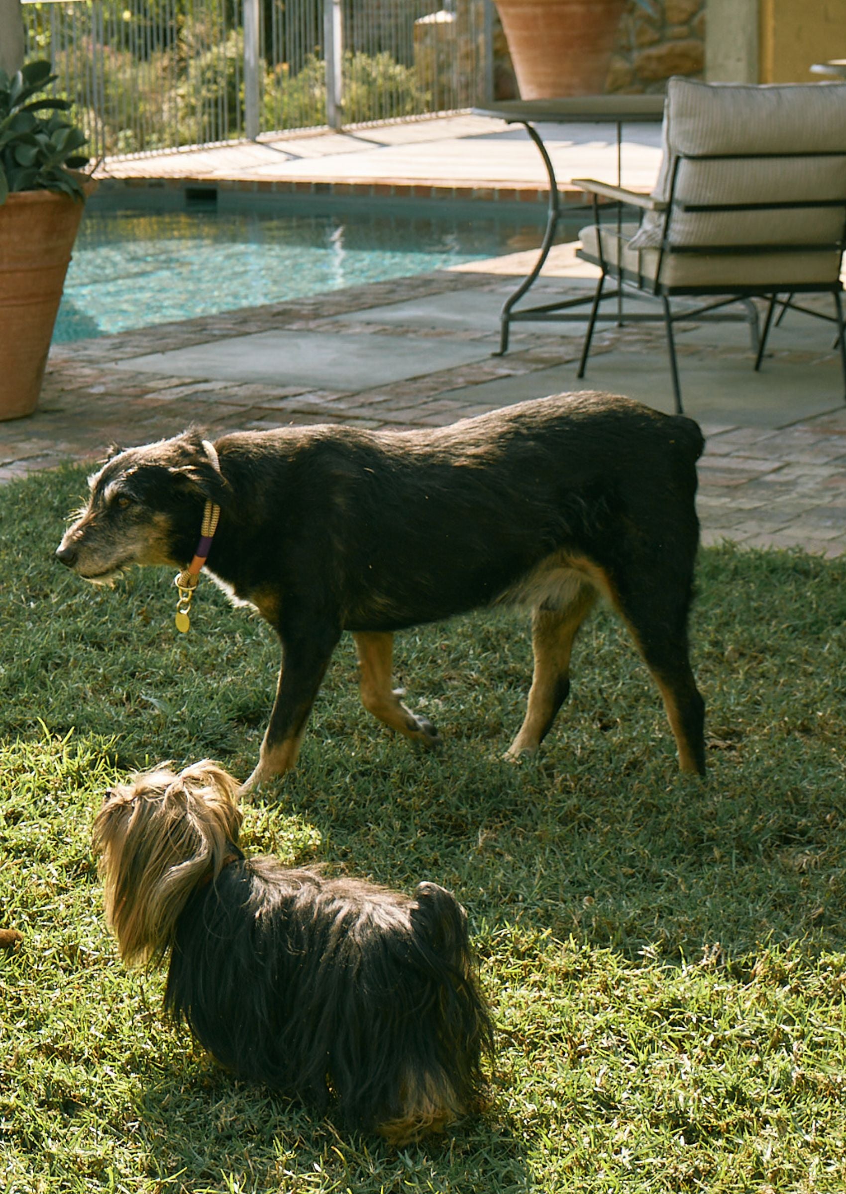 Slip-On Choker Dog Collar | Summer