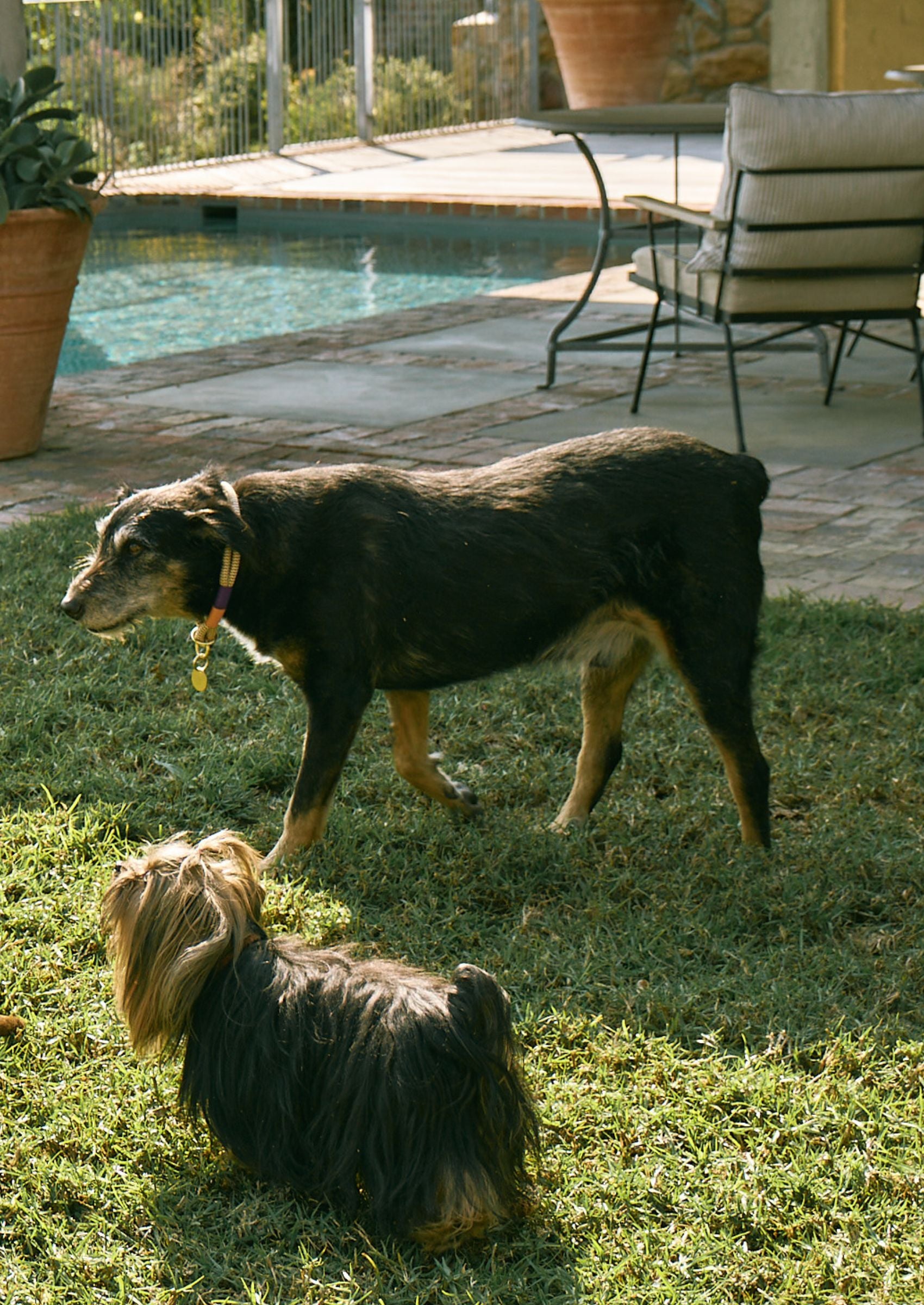 Around the Block Dog Leash | Tennis Court