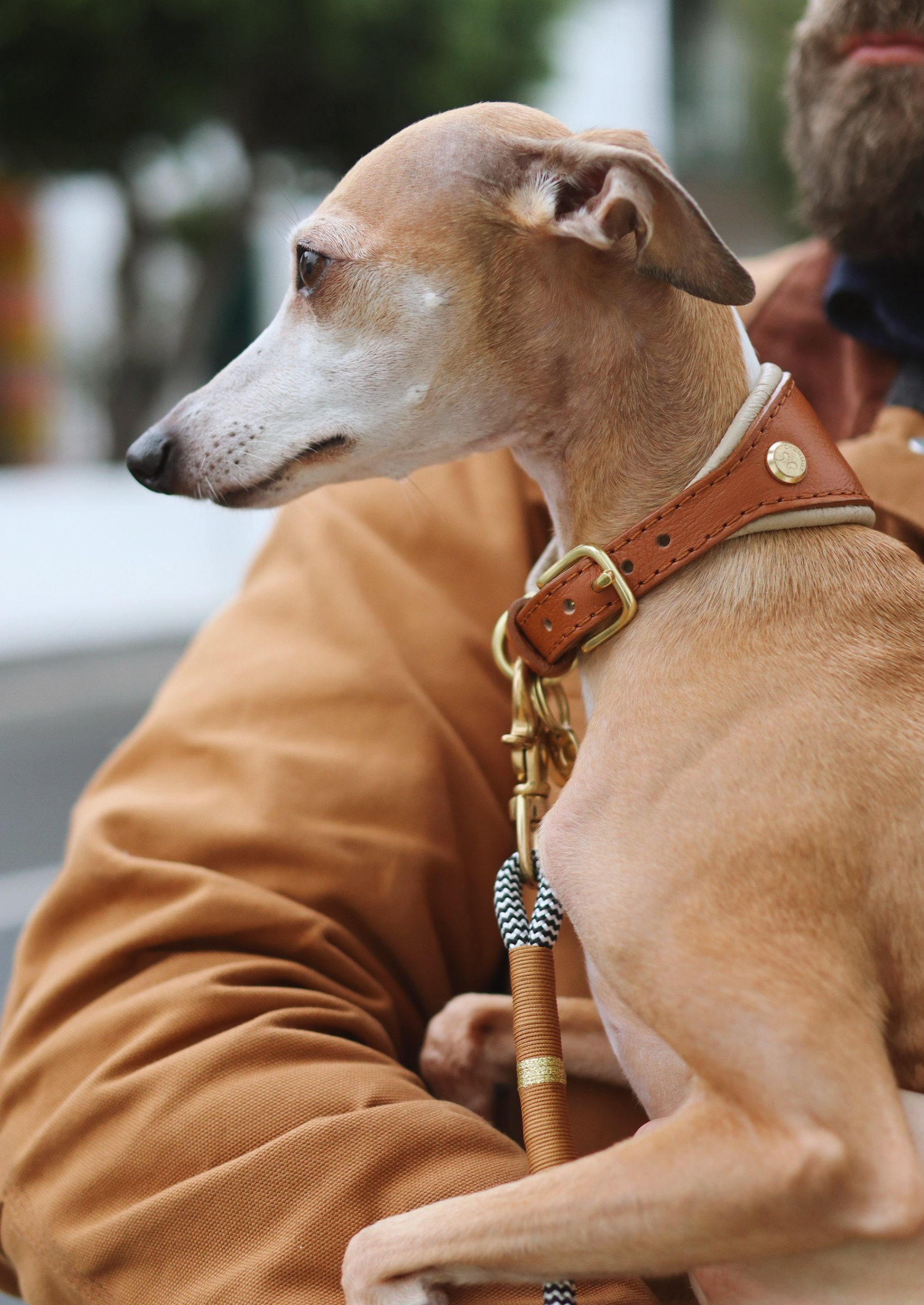 Adjustable Leather Sighthound Collar | Cognac West