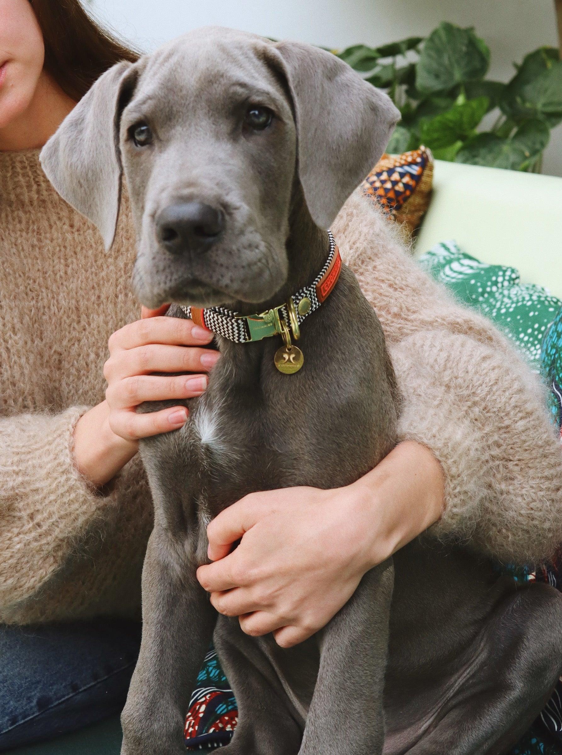 Chommies Puppy Collection 