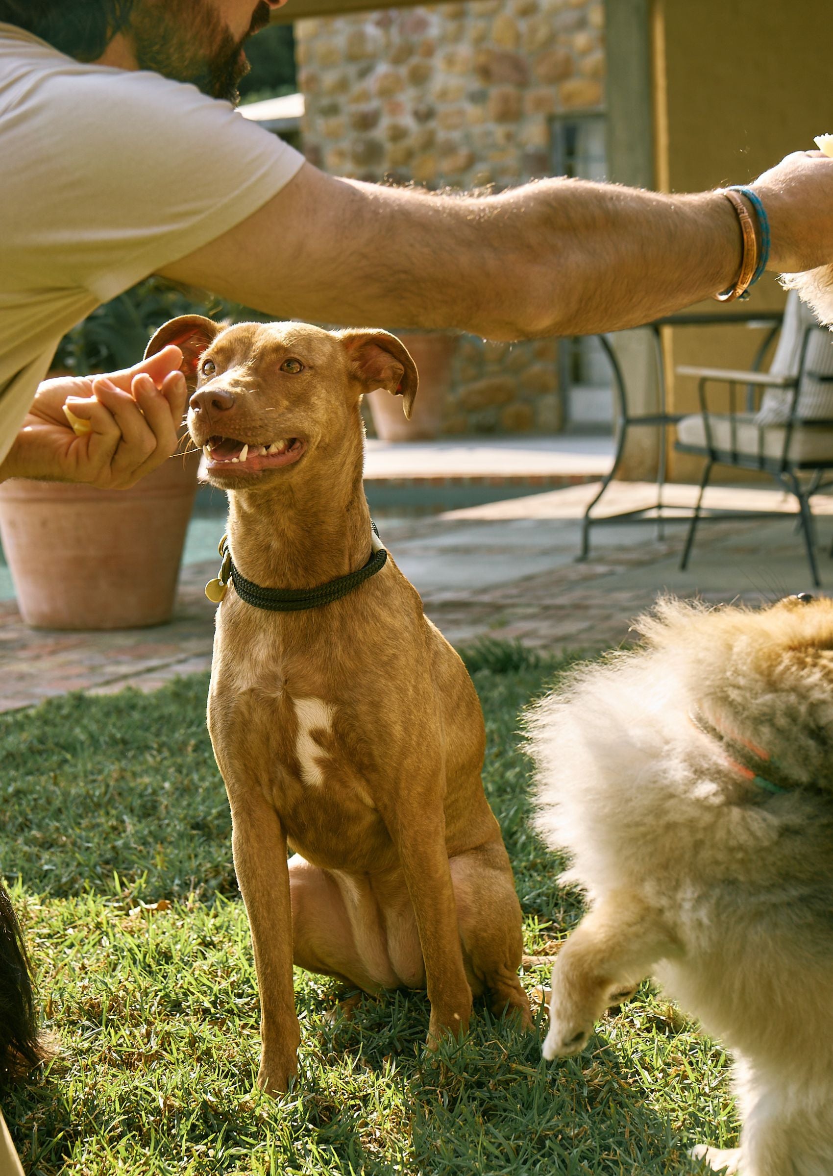 Adjustable Dog Collar | Spring with Vegan Mycelium Leather