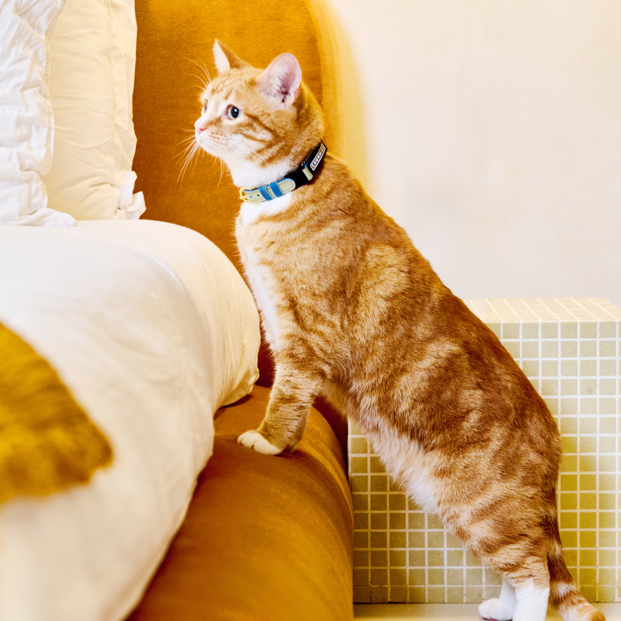 Quick Release Adjustable Cat Collar | Muizies
