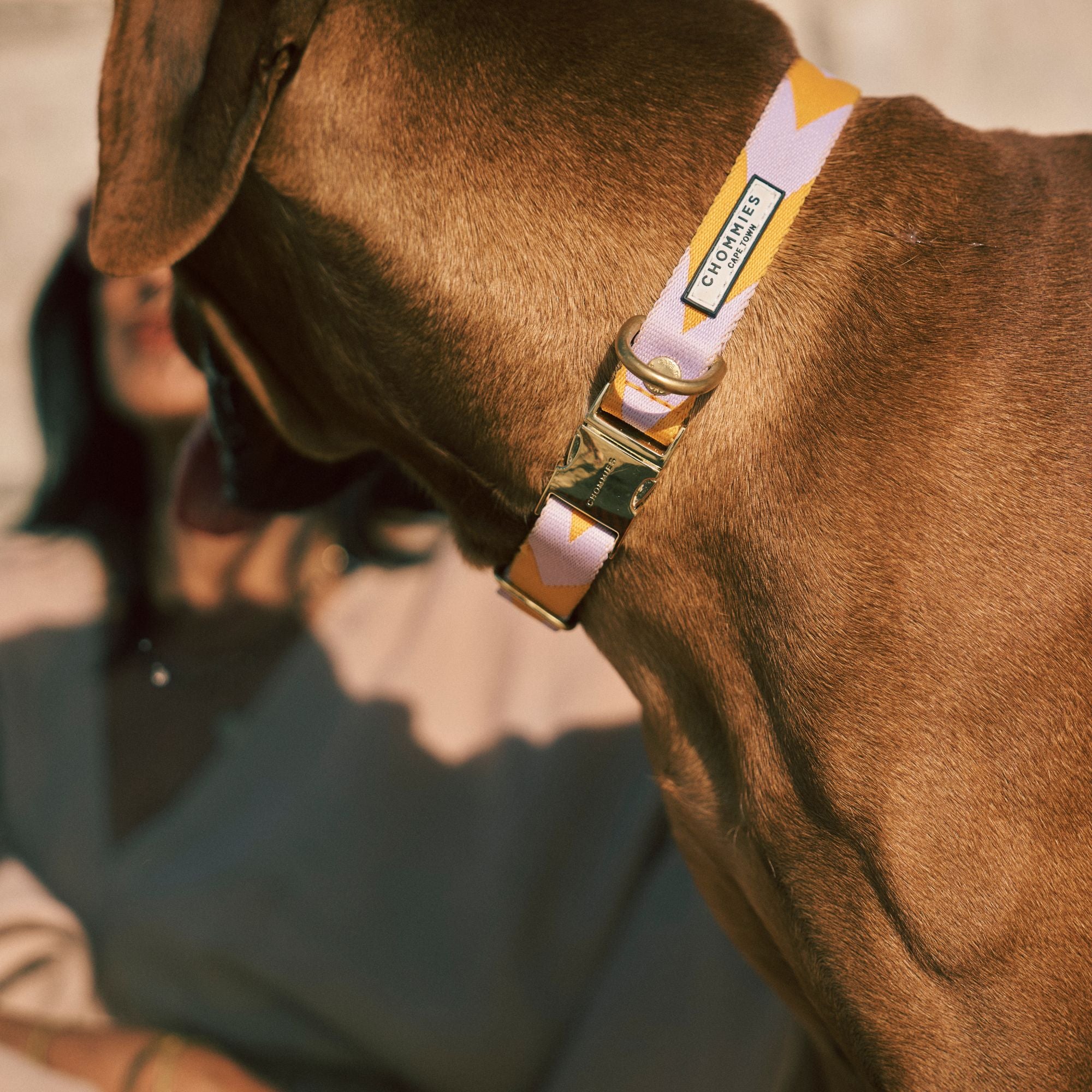 Adjustable Quick-Release Collar | Lilac & Yellow
