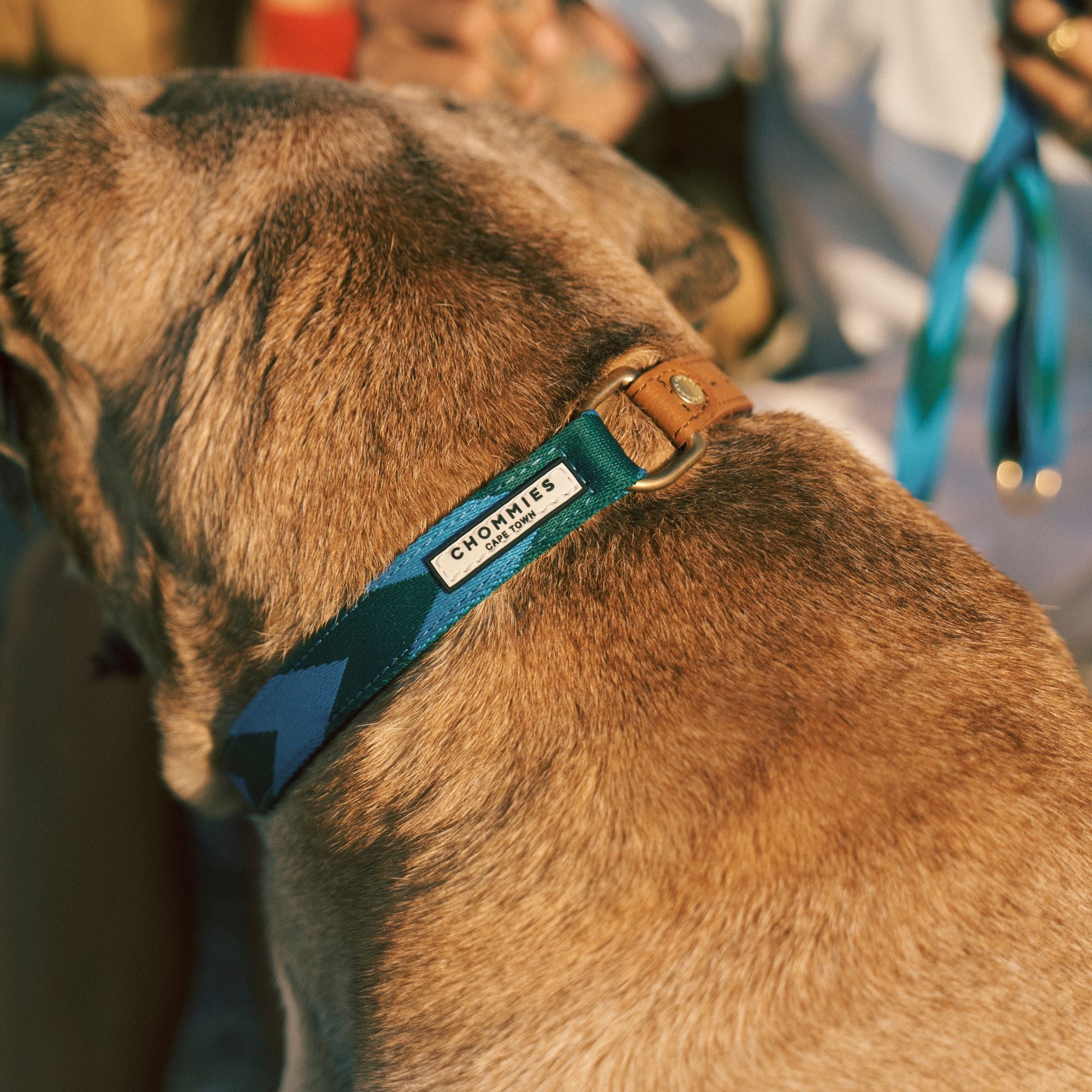Adjustable Dog Collar | Blue & Green