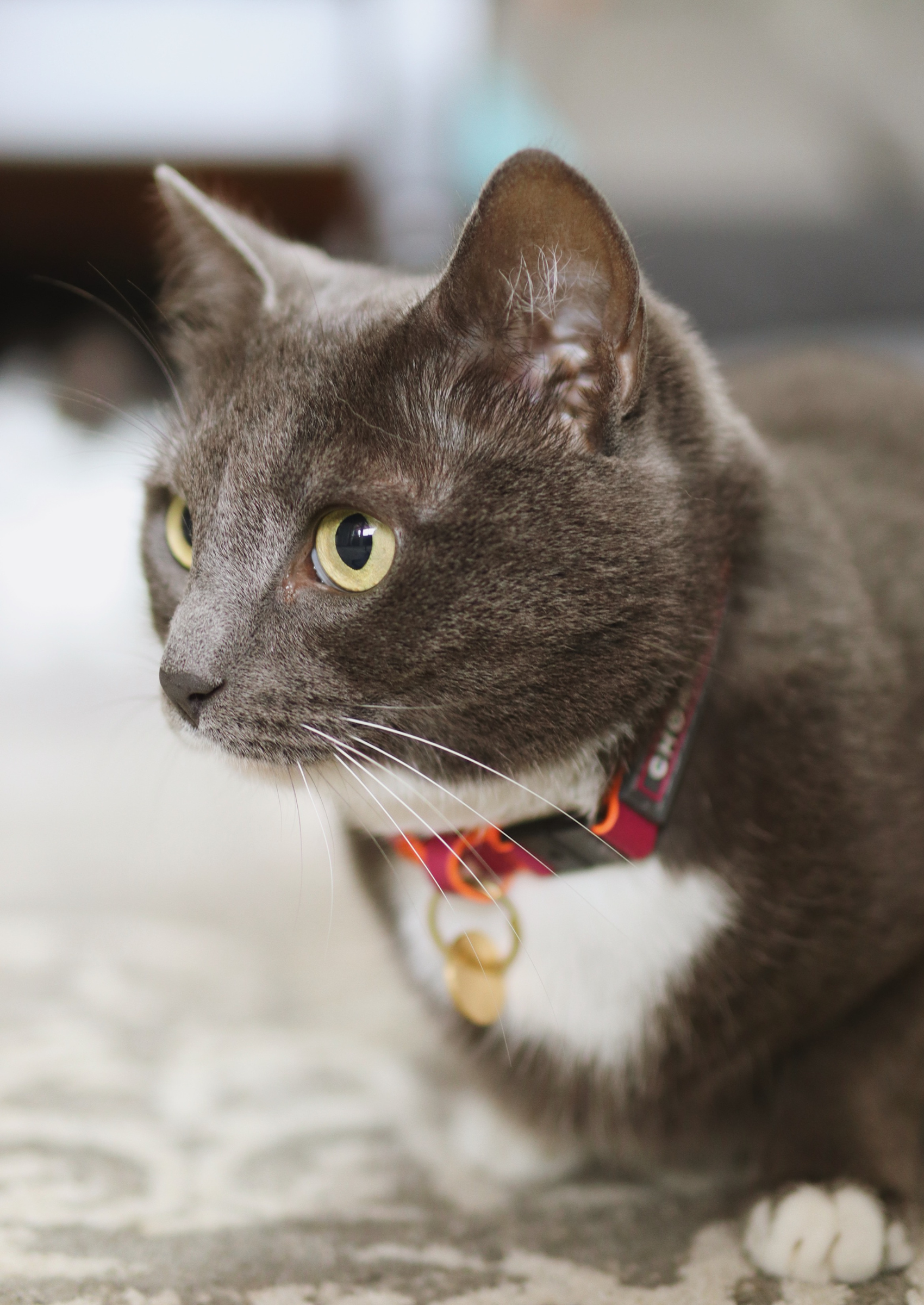Adjustable Quick-Release Leather Cat Collar | Pink Lizzo