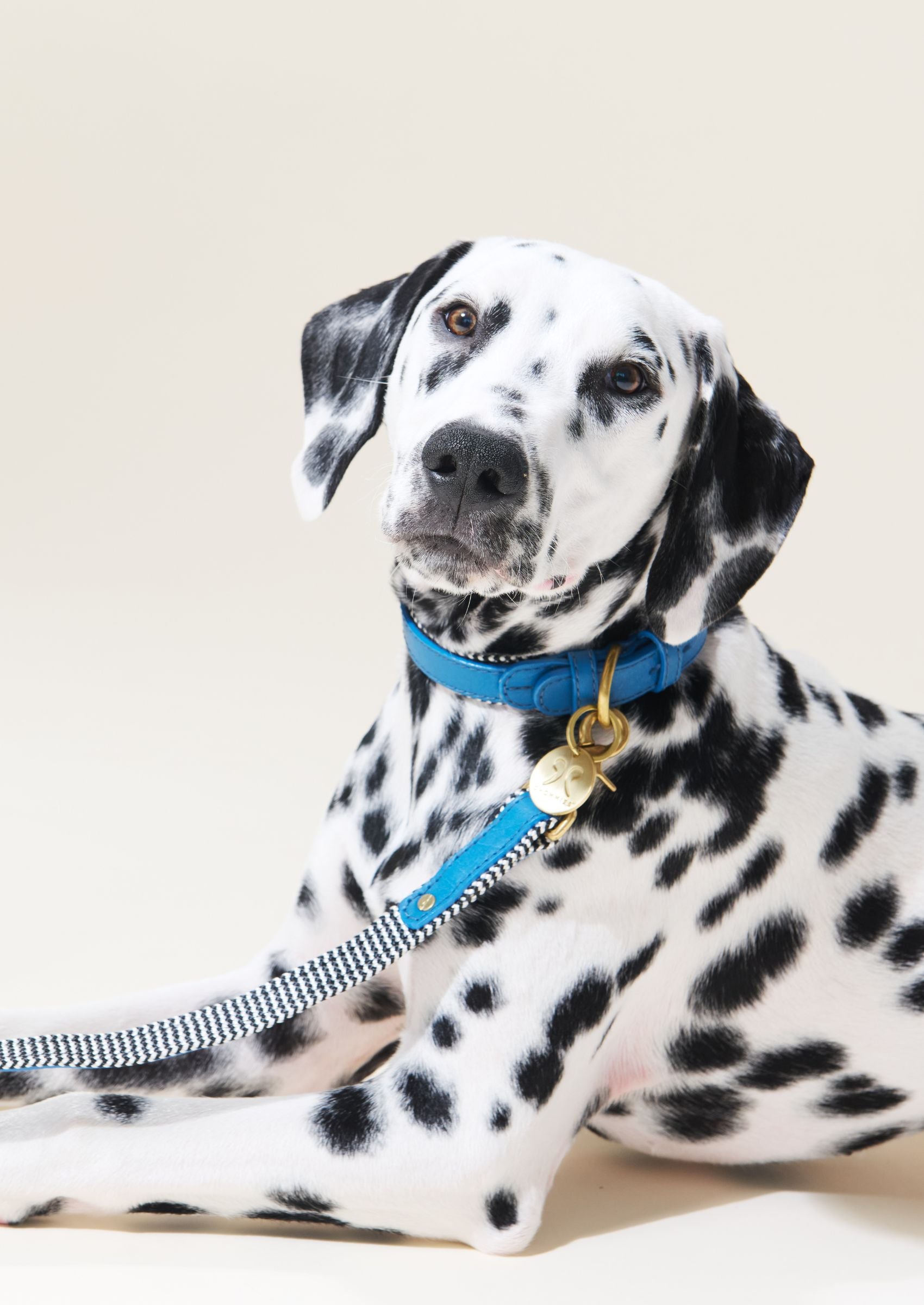 Adjustable Leather Dog Collar | Bloublommetjie