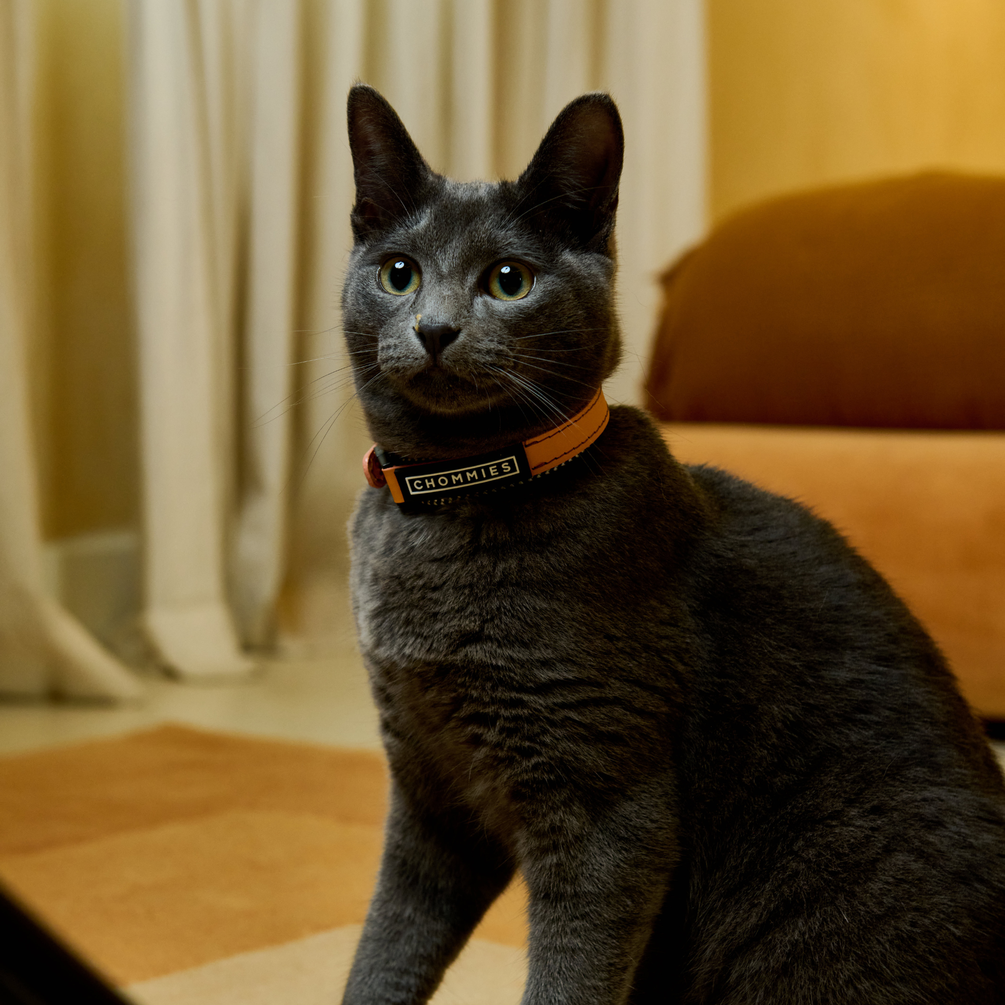 Adjustable Cat Collar | Rooibos