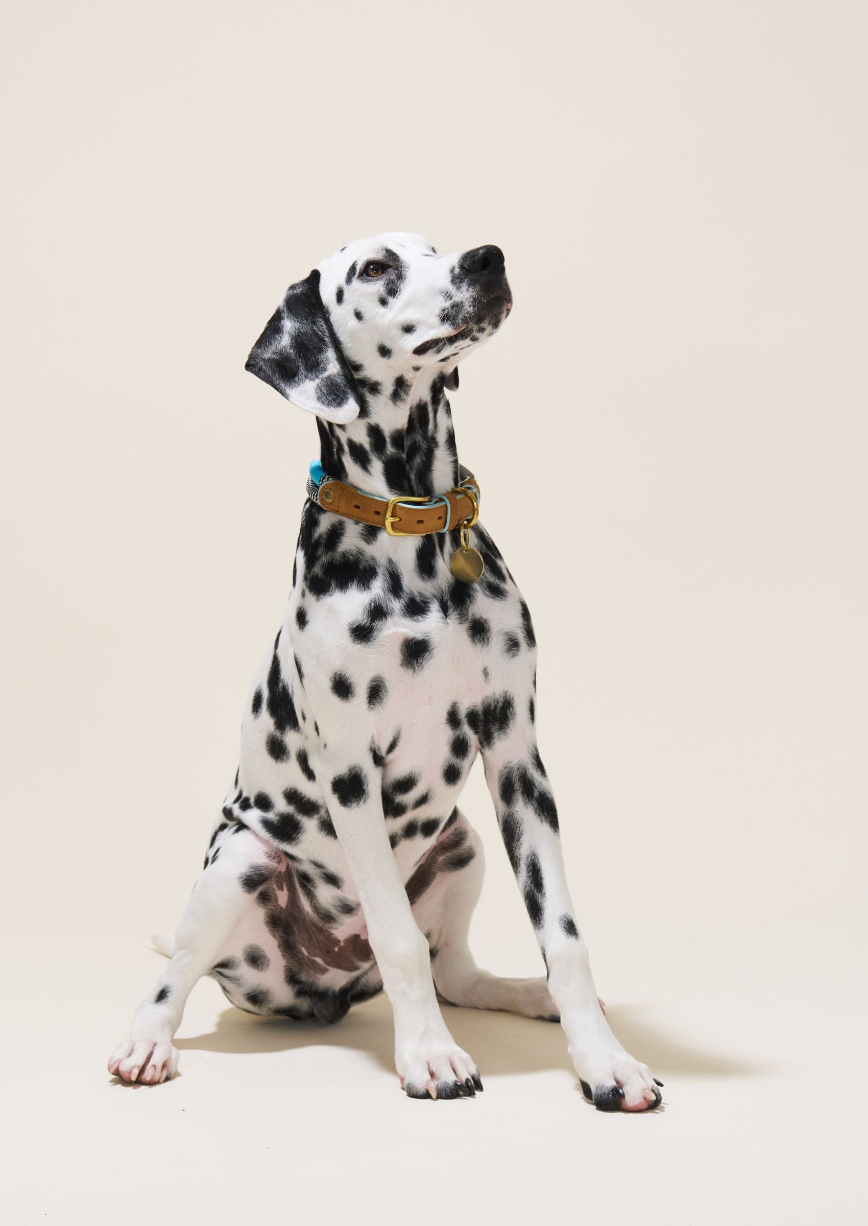 Adjustable Dog Collar | Zuzu