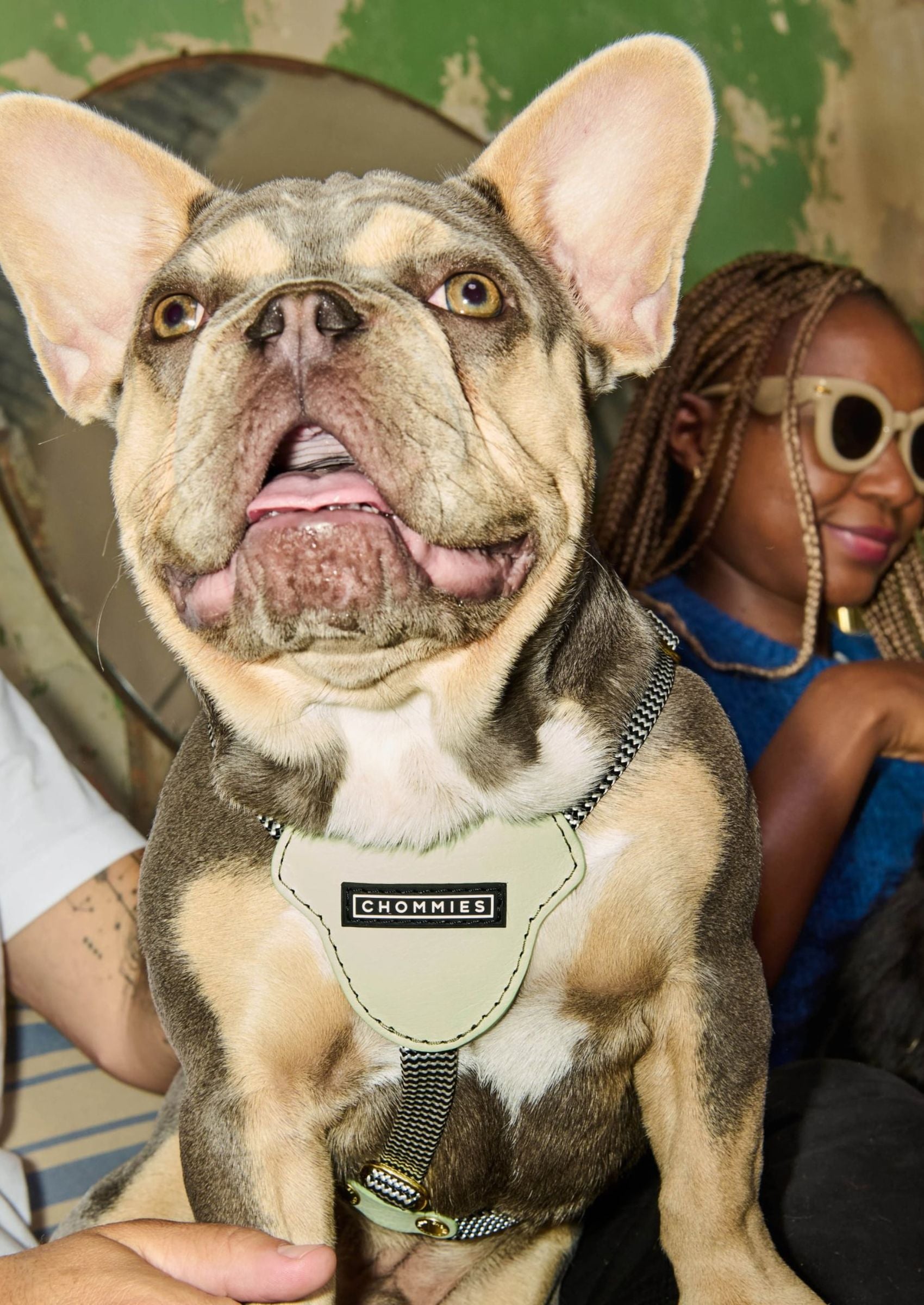 Leather Dog Harness | Buchu