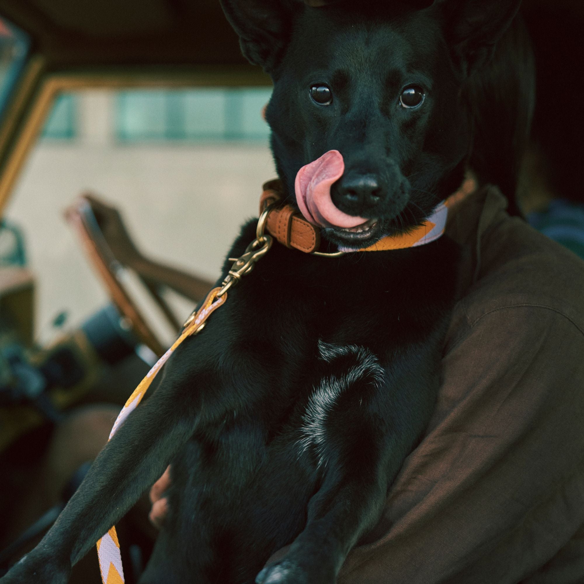 Adjustable Dog Collar | Lilac & Yellow