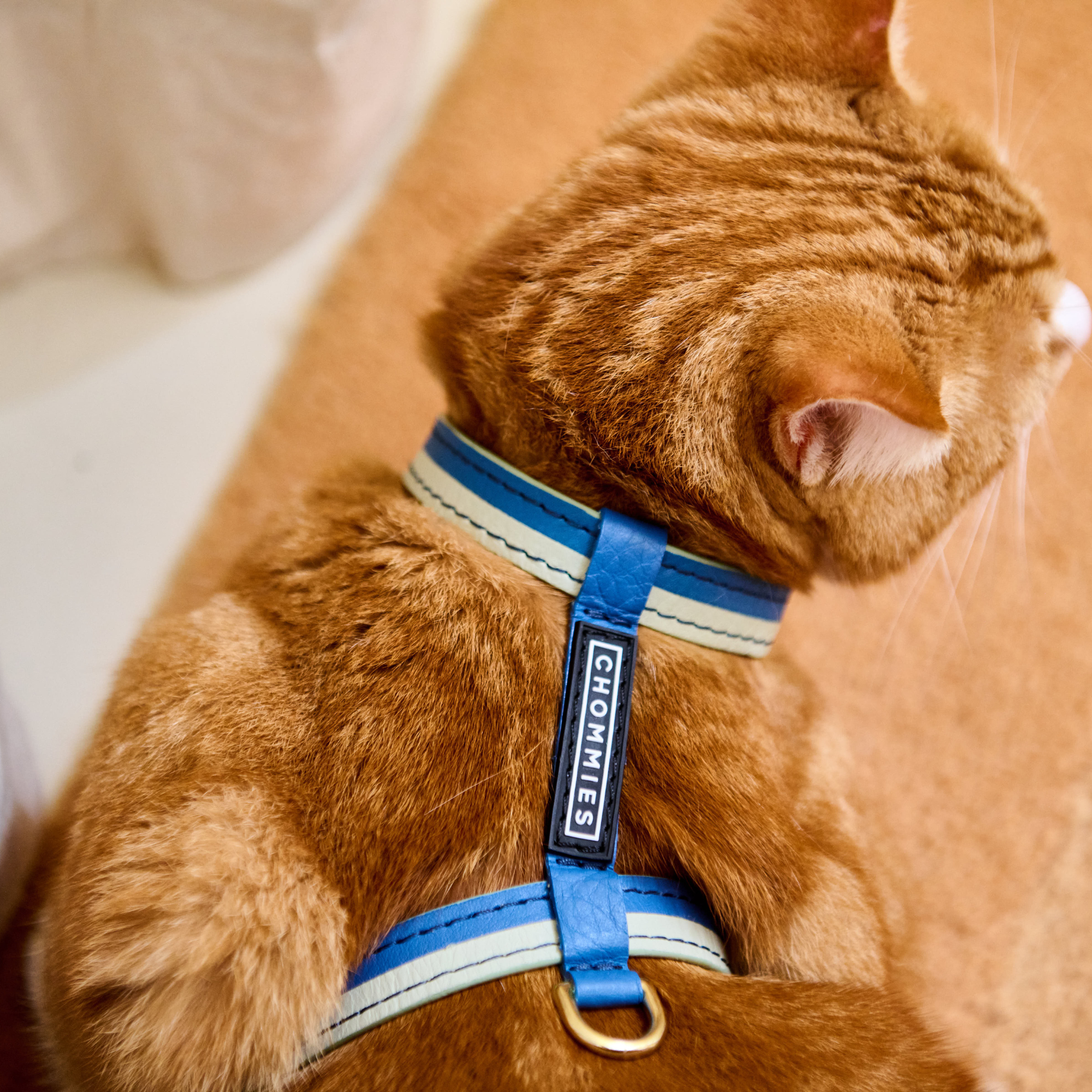 Adjustable Cat Harness