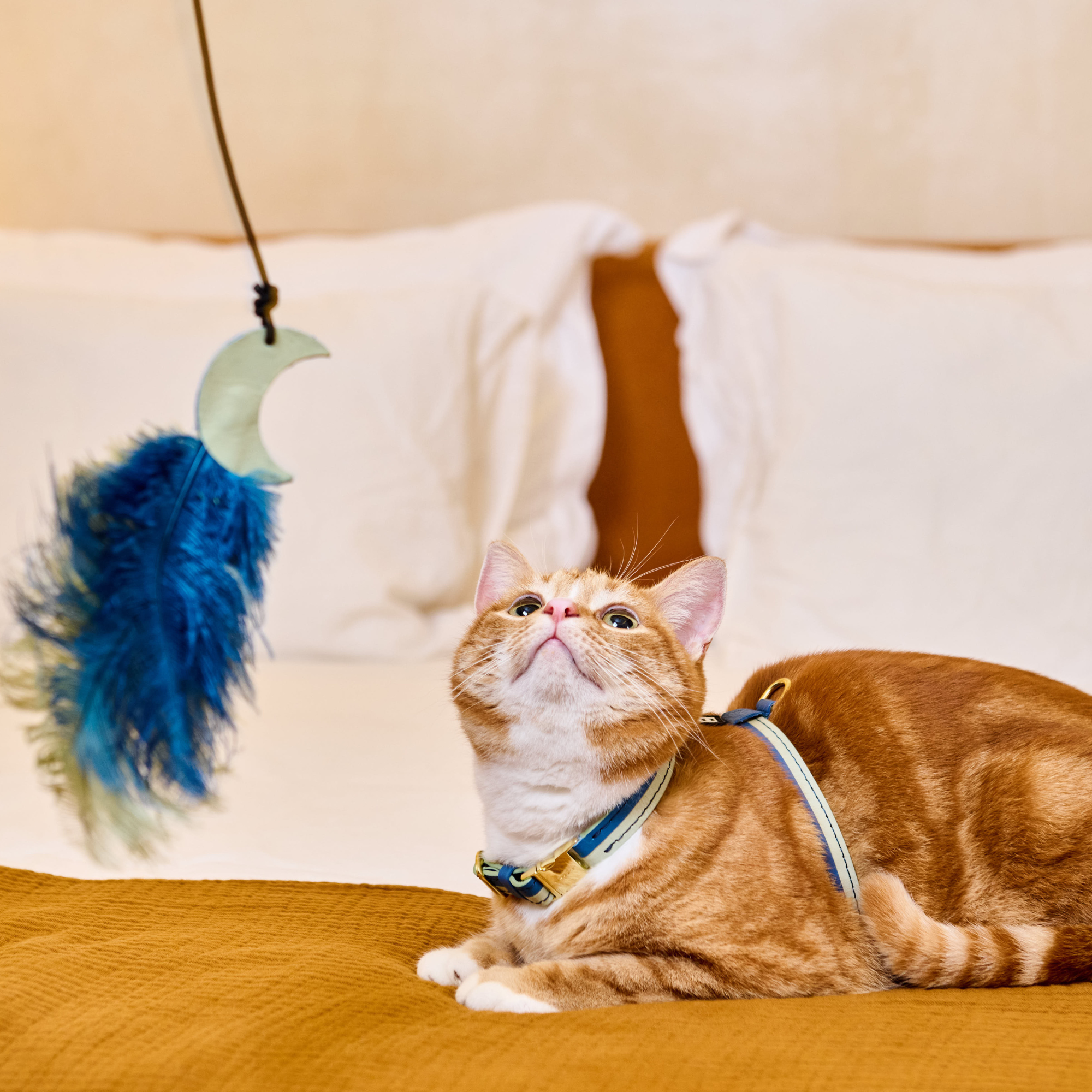 Adjustable Cat Harness