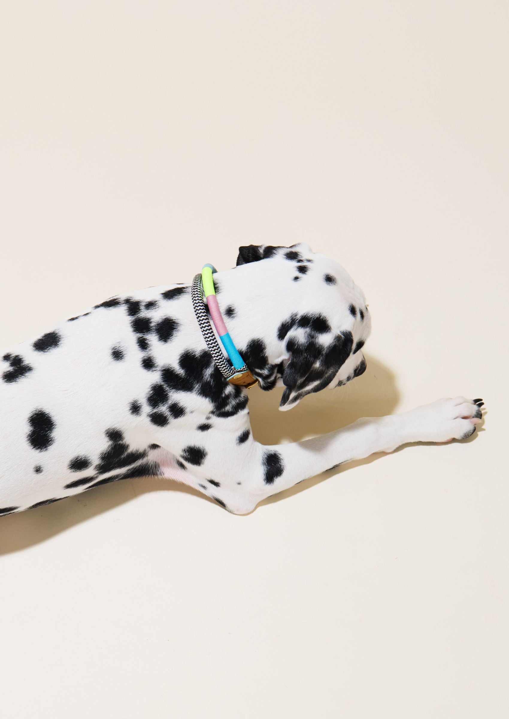 Adjustable Dog Collar | Zuzu