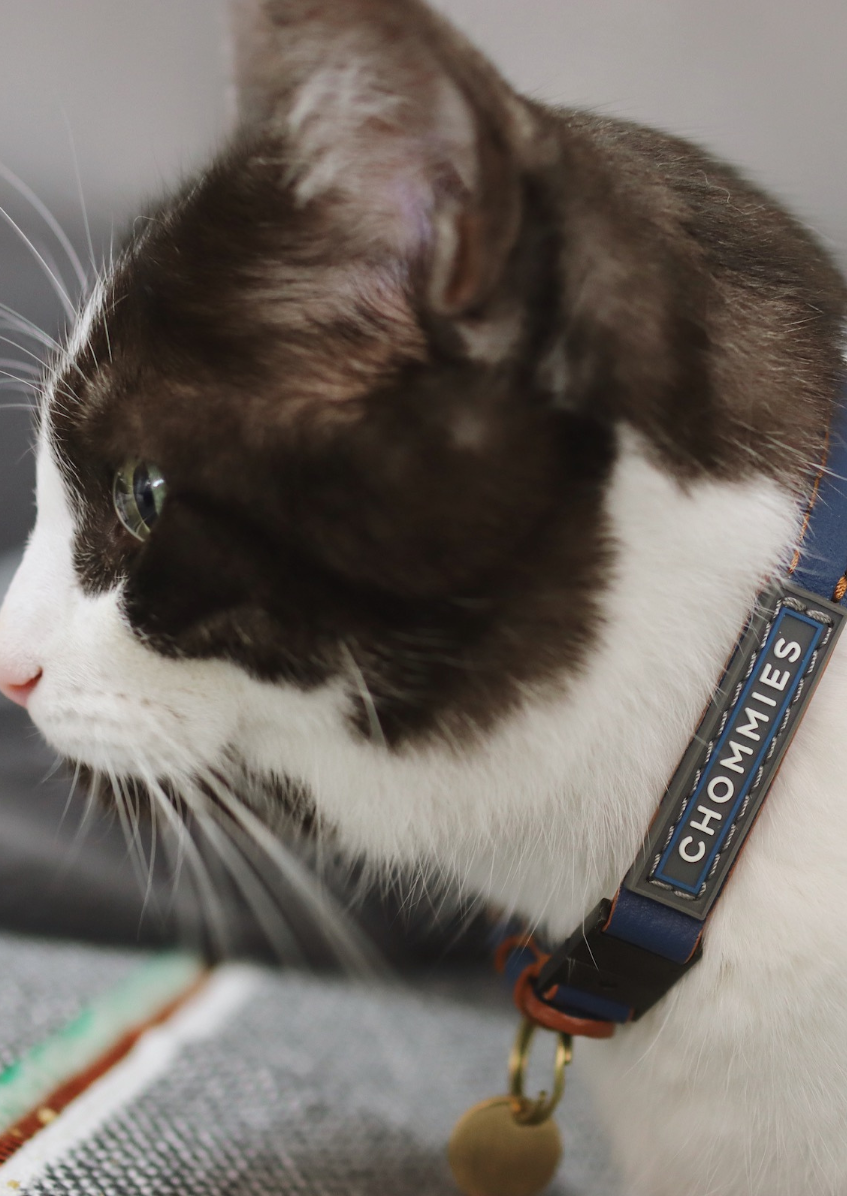 Adjustable Quick-Release Leather Cat Collar | Blue Snoop