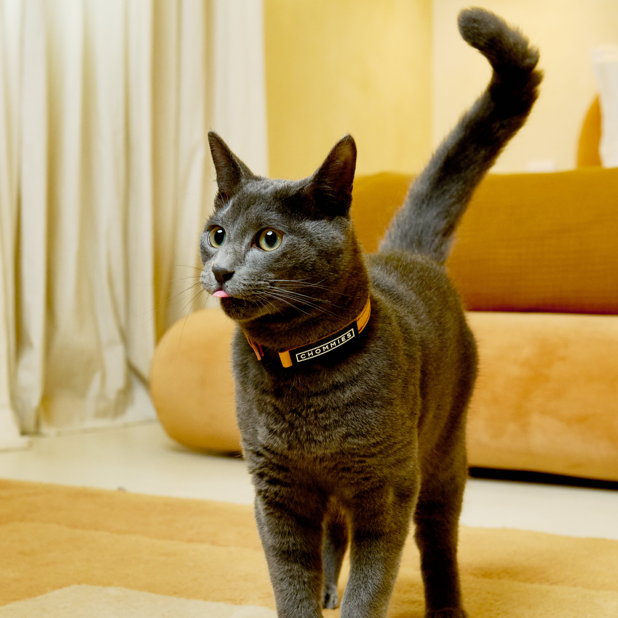 Adjustable Cat Collar | Rooibos