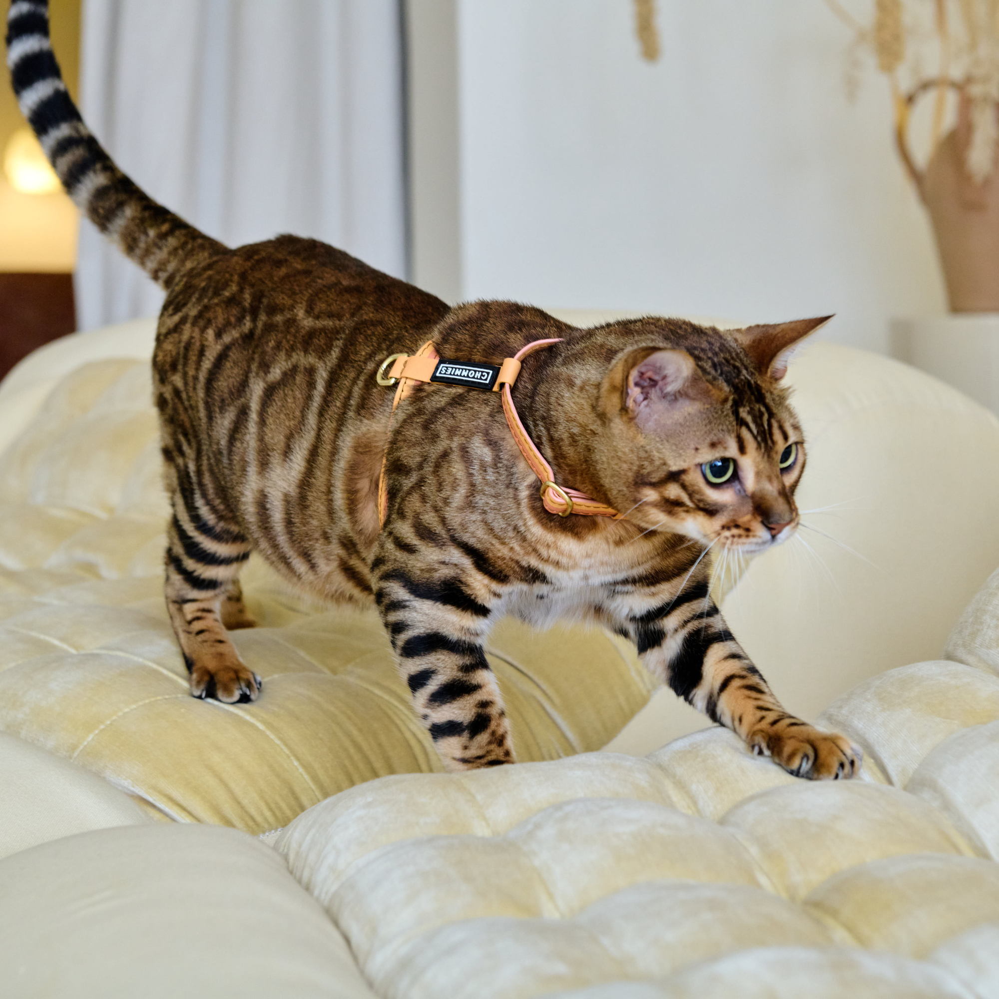 Adjustable Cat Harness