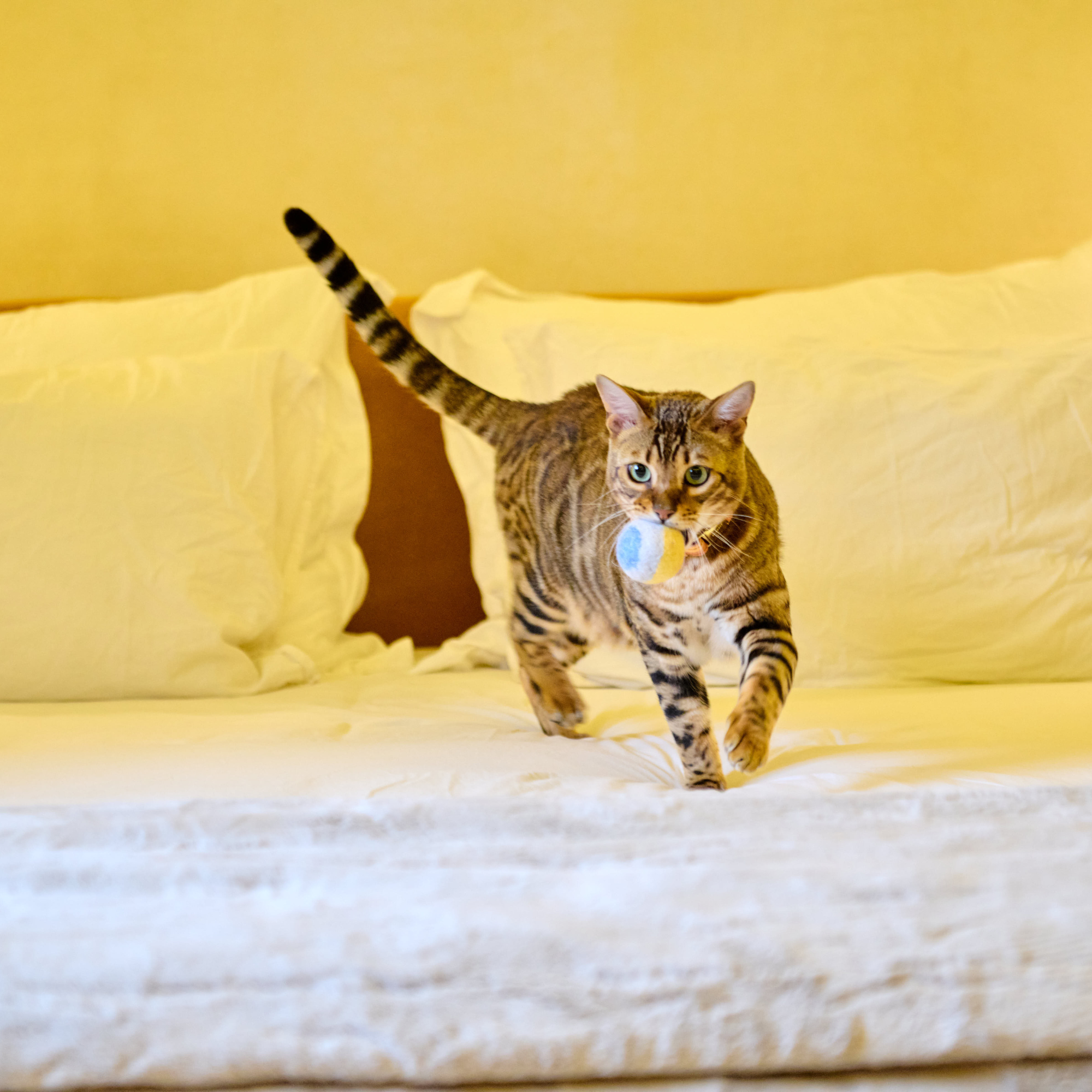 Woollen Cat Ball with Bell & Catnip | Rainbow