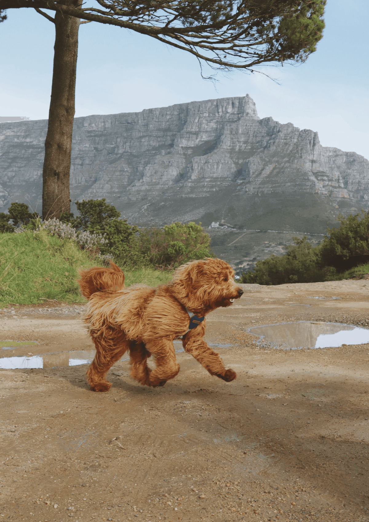Leather Dog Harness | Blue Snoop - Chommies