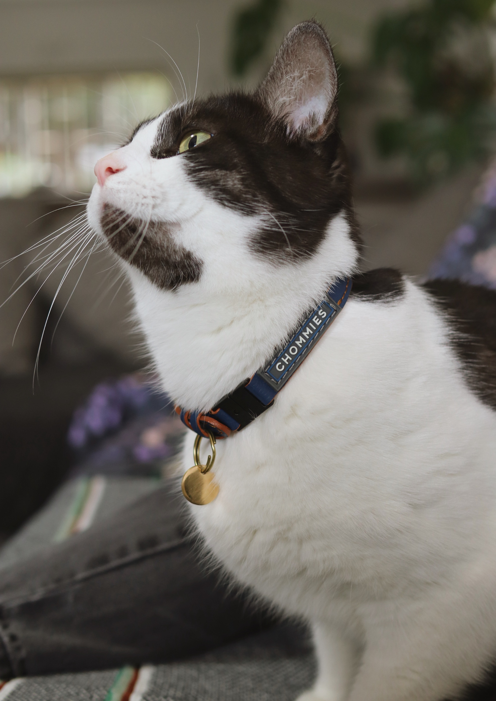 Adjustable Quick-Release Leather Cat Collar | Blue Snoop