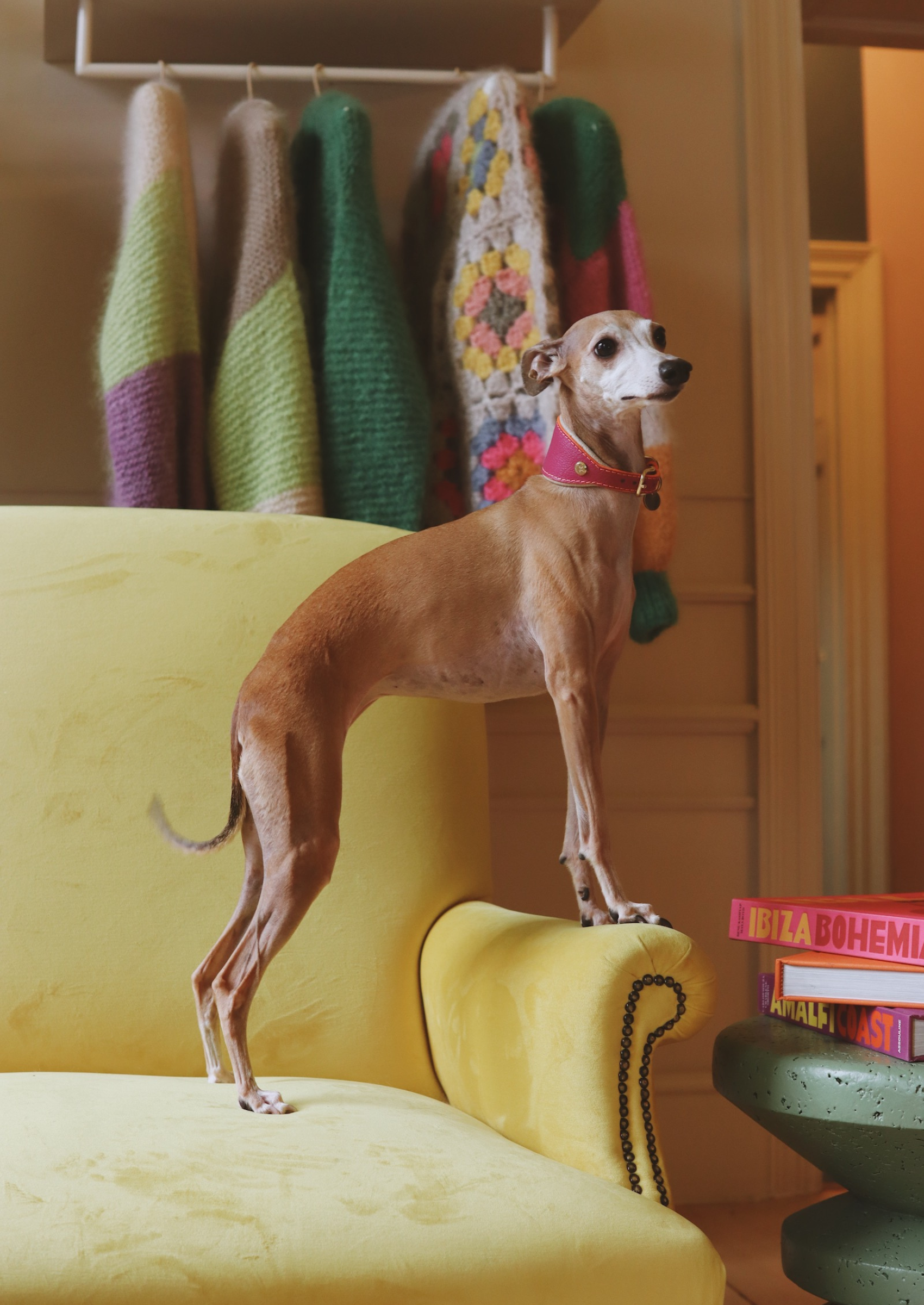 Adjustable Leather Sighthound Collar | Pink Lizzo