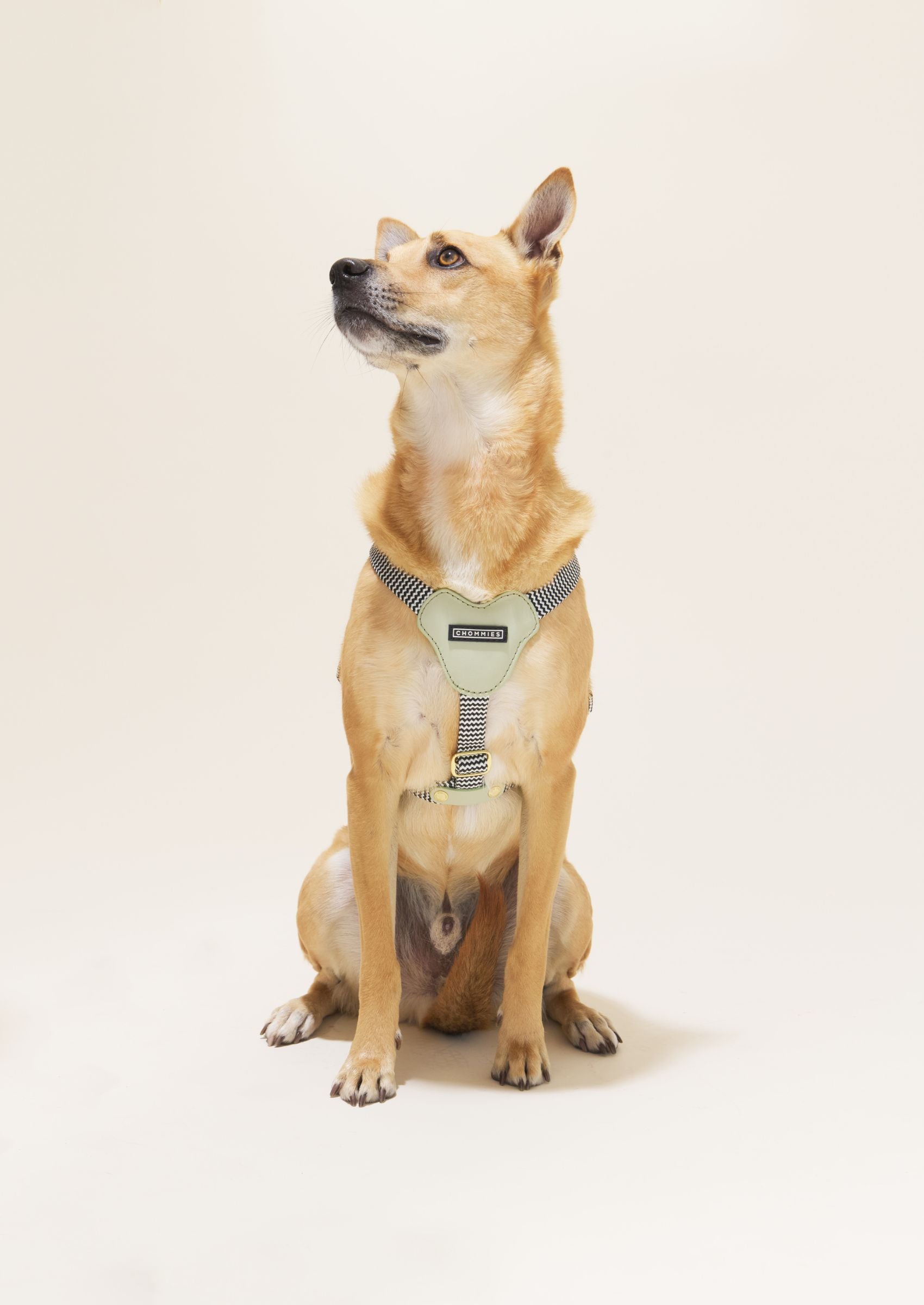 Leather Dog Harness | Buchu