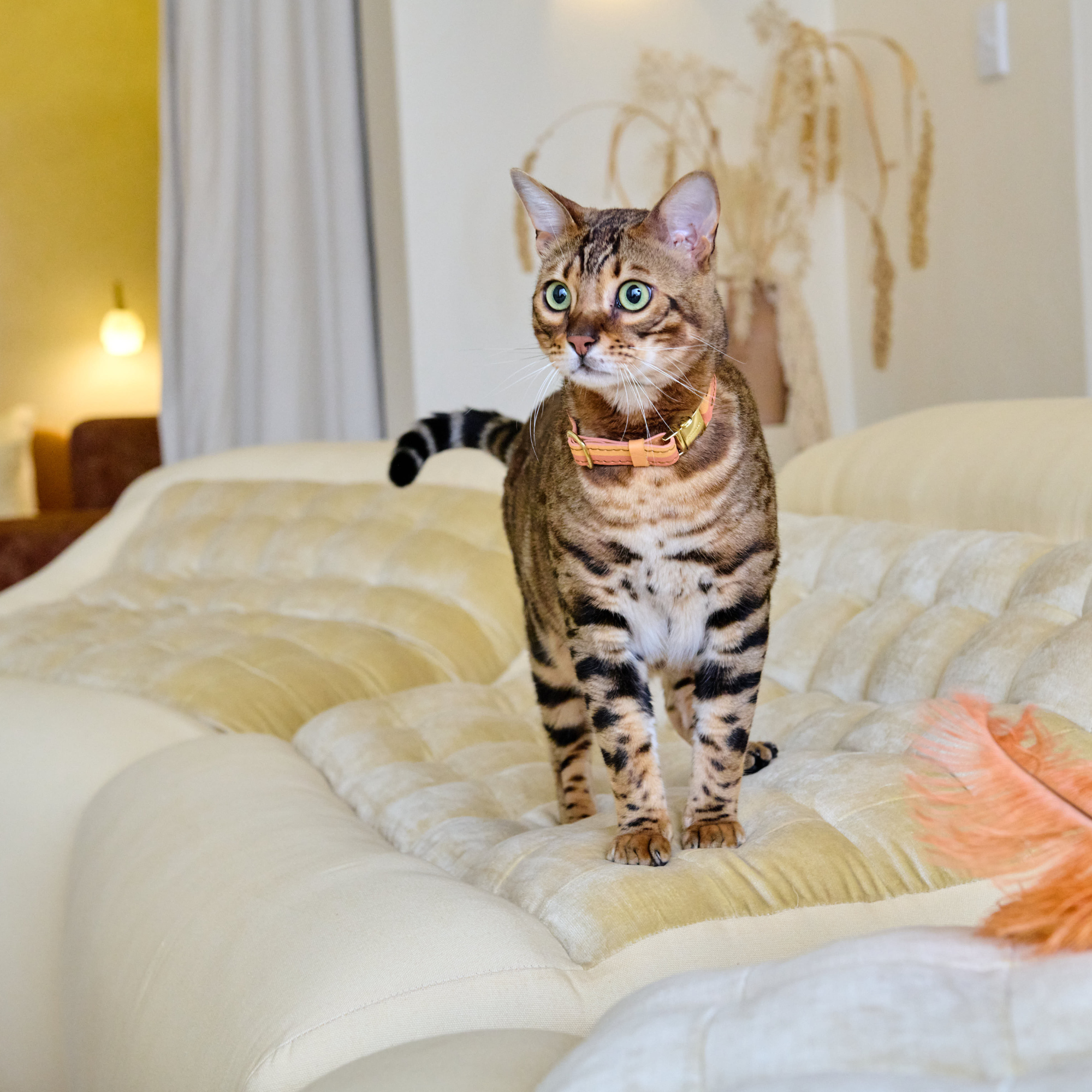 Adjustable Cat Collar | Rooibos