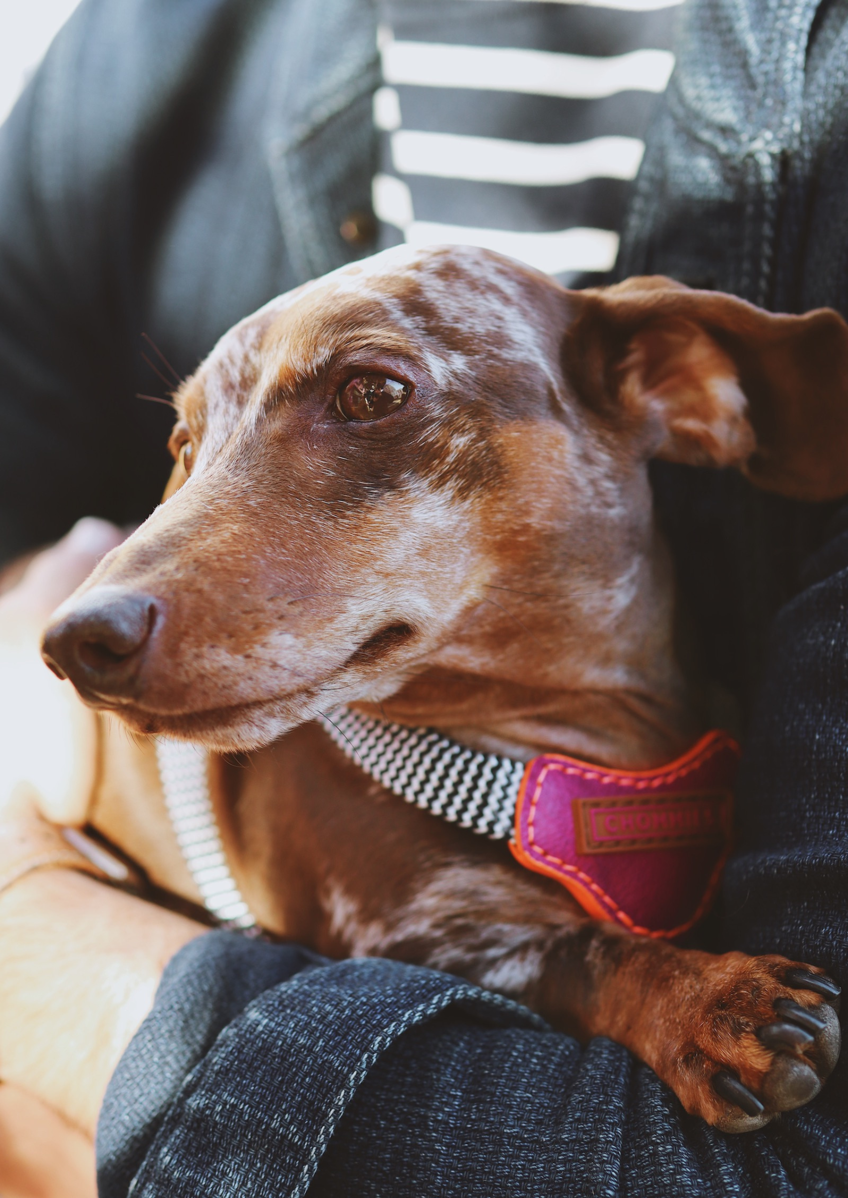 Leather Dog Harness | Pink Lizzo