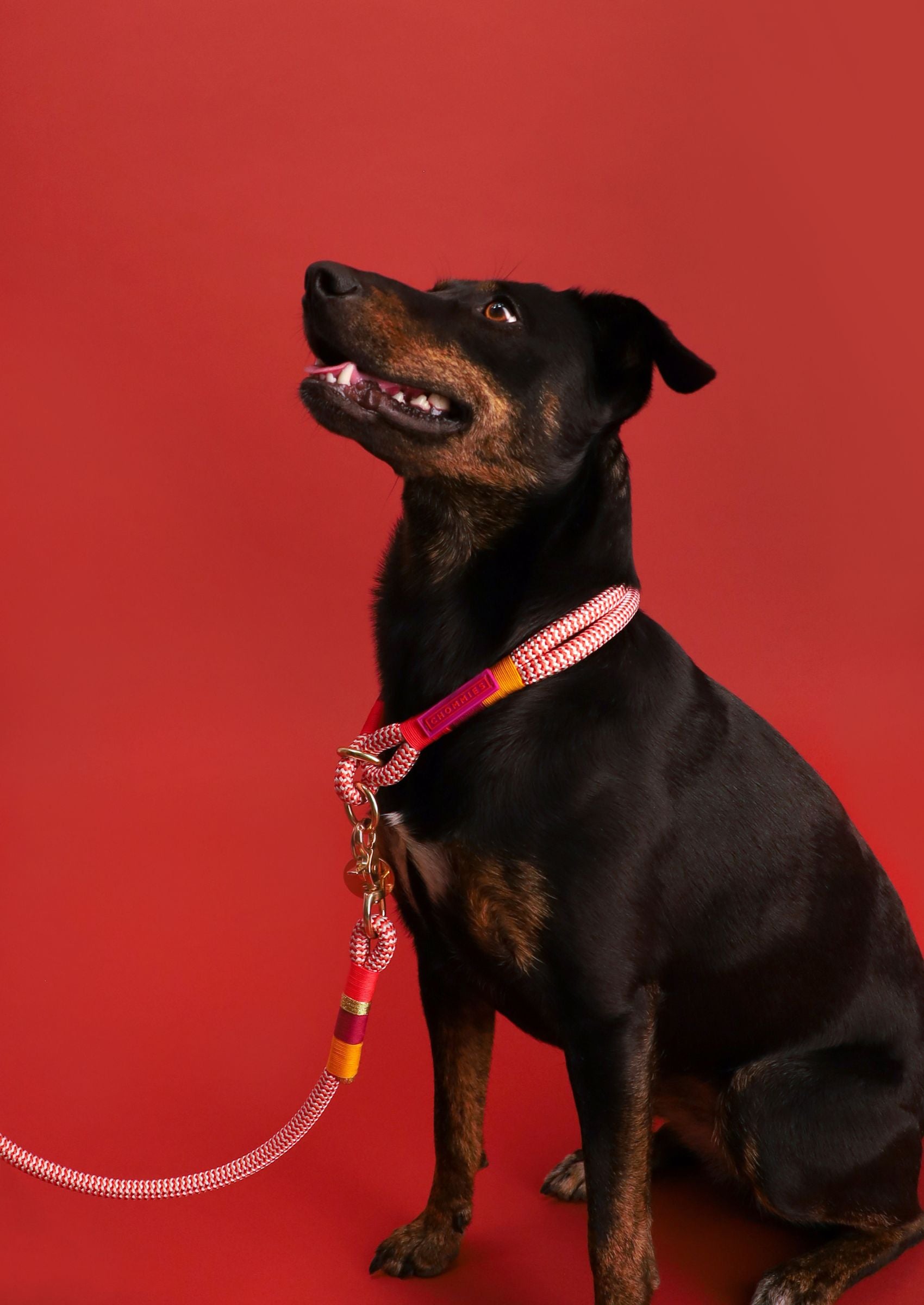 O-Ring Choker Dog Collar | Fezzy